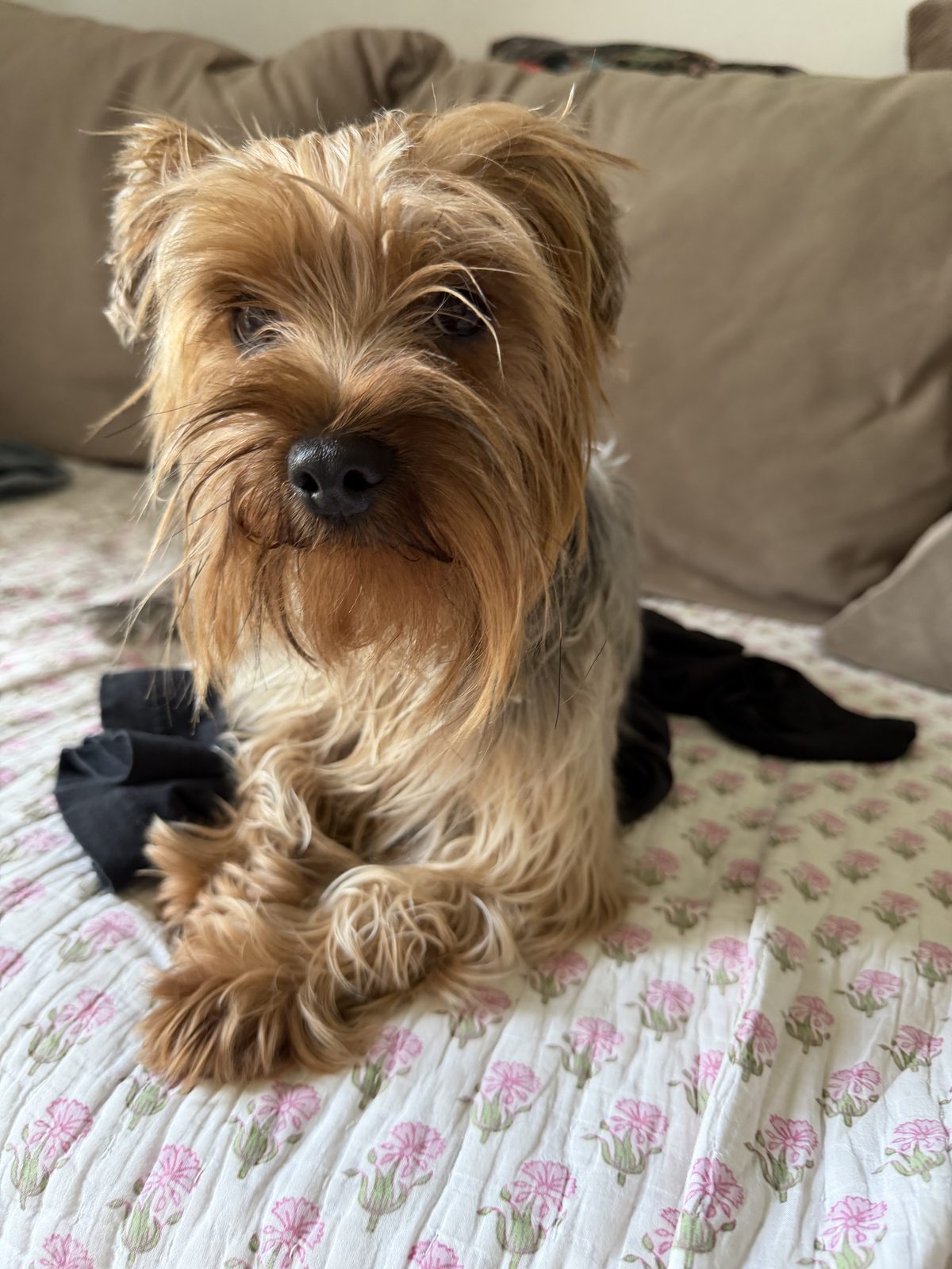 Found Dog in Cambridge, England — Dog found safe in Cambridge