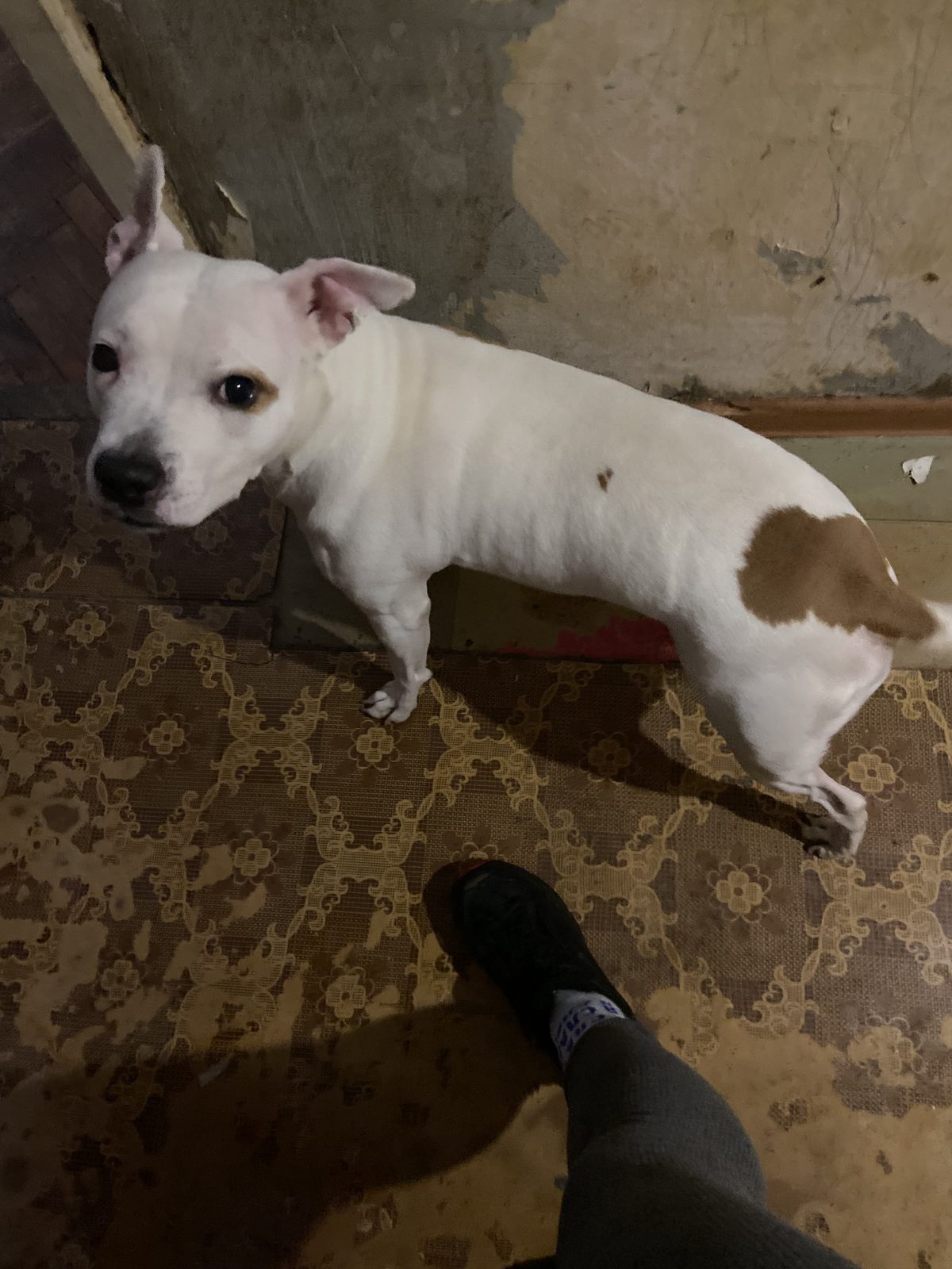 Found Dog in Liverpool, England — listing photo
