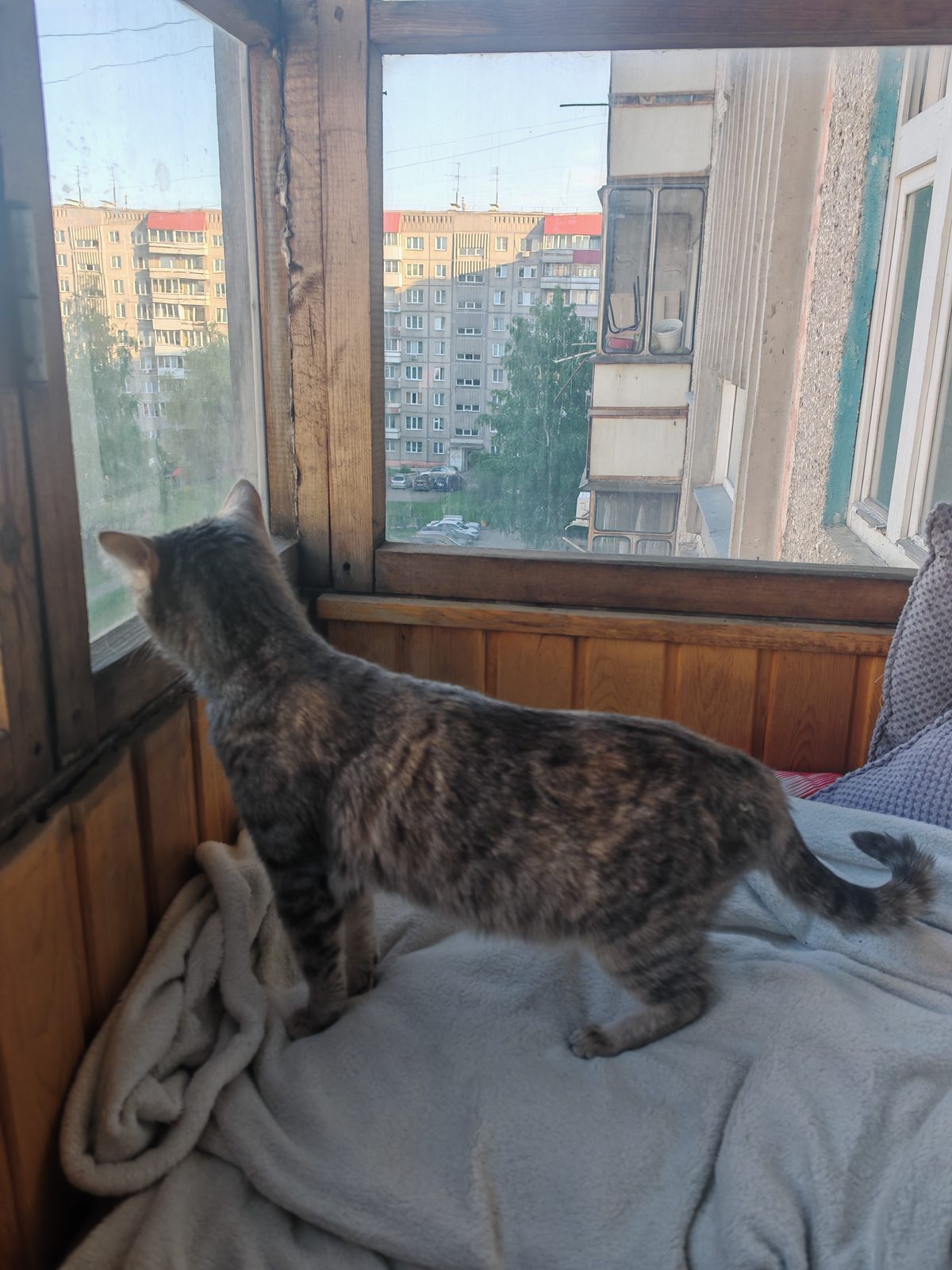 Found Cat in Manchester, England — listing photo