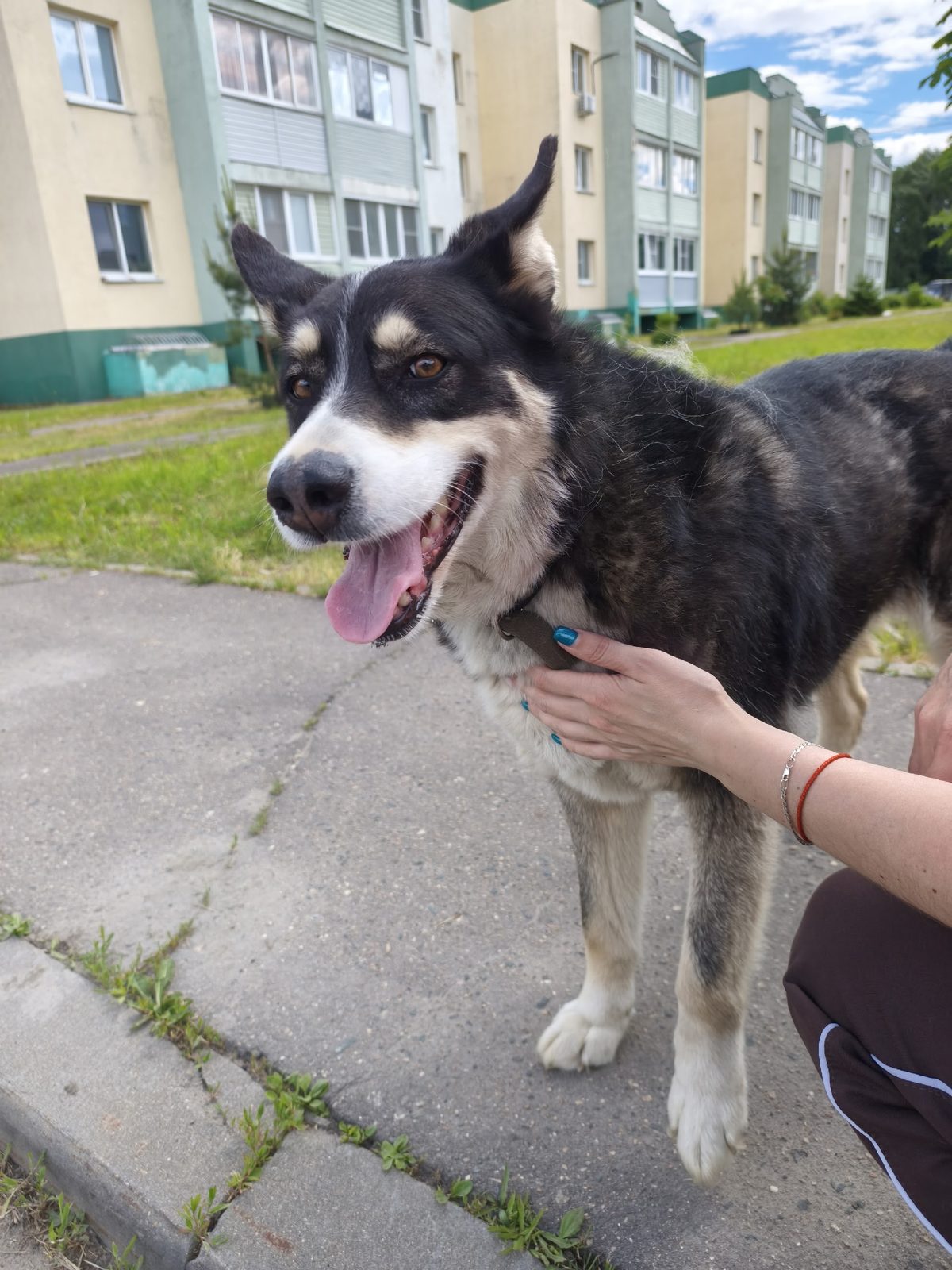 Found Dog in Stockport, England Found Dog in Stockport, England — listing photo