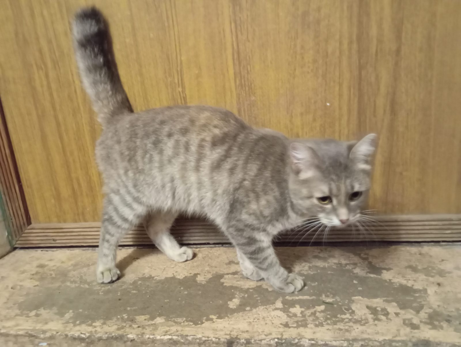 Found Cat in Gloucester, England — Stray cat found in Gloucester
