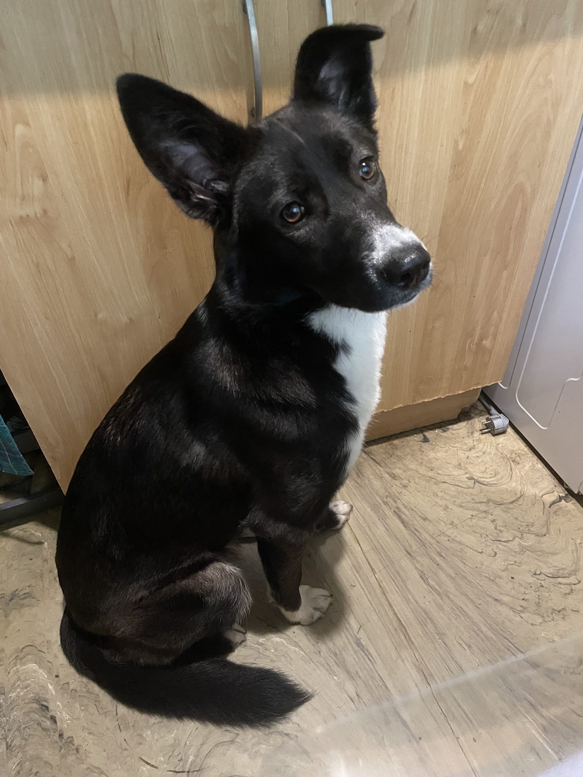 Found Dog in Ipswich, England: Stray dog found in Ipswich Found Dog in Ipswich, England — Stray dog found in Ipswich