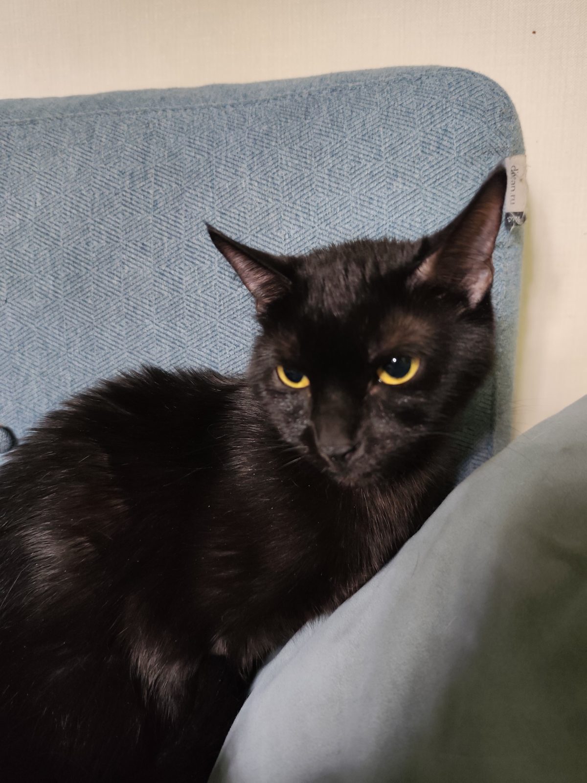 Found Cat in Swansea, Wales — listing photo