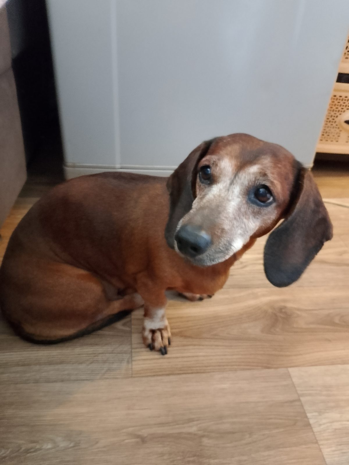 Found Dog in Huddersfield, England: Dog found in Huddersfield Found Dog in Huddersfield, England — Dog found in Huddersfield