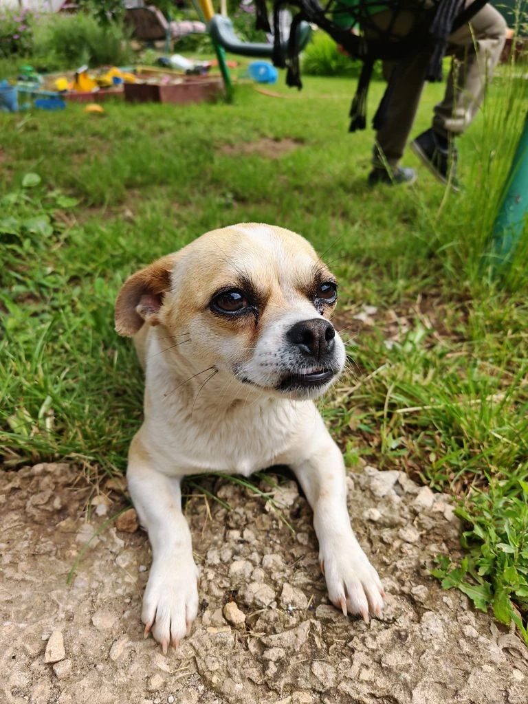 Found Dog in Sheffield, England — listing photo