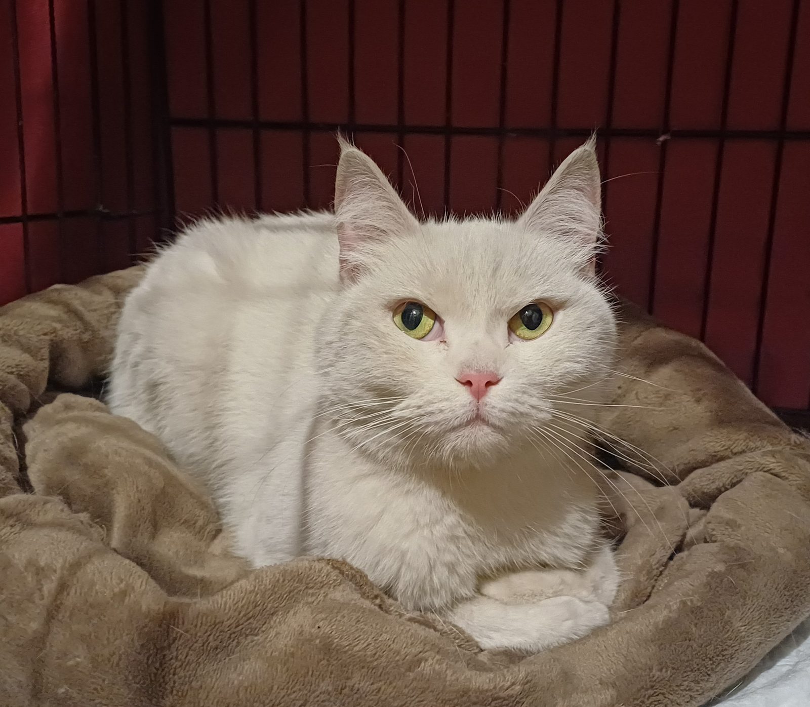 Found Cat in Bradford, England — listing photo