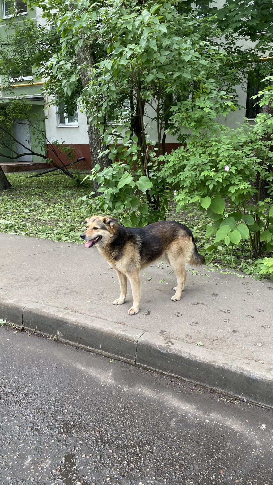 Found Dog in Sunderland, England — listing photo