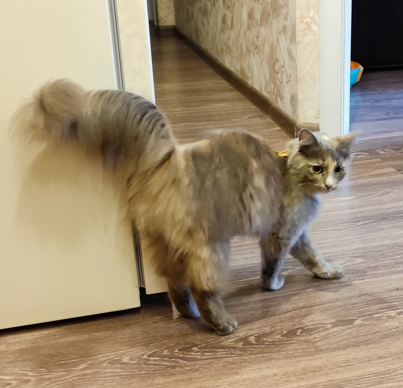 Found Cat in Newcastle upon Tyne, England — Cat found safe in Newcastle upon Tyne