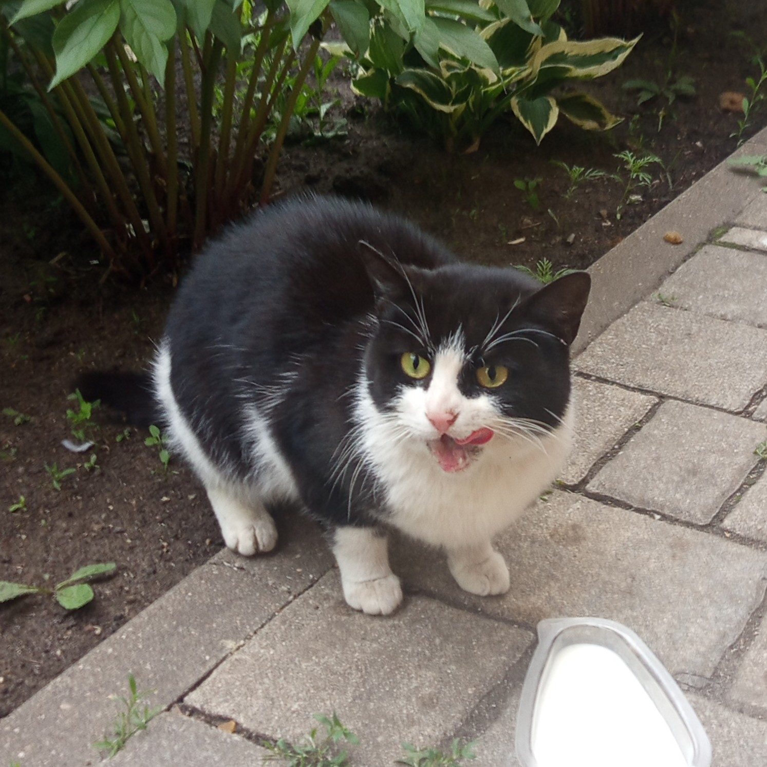 Found Cat in Sunderland, England — Stray cat found in Sunderland