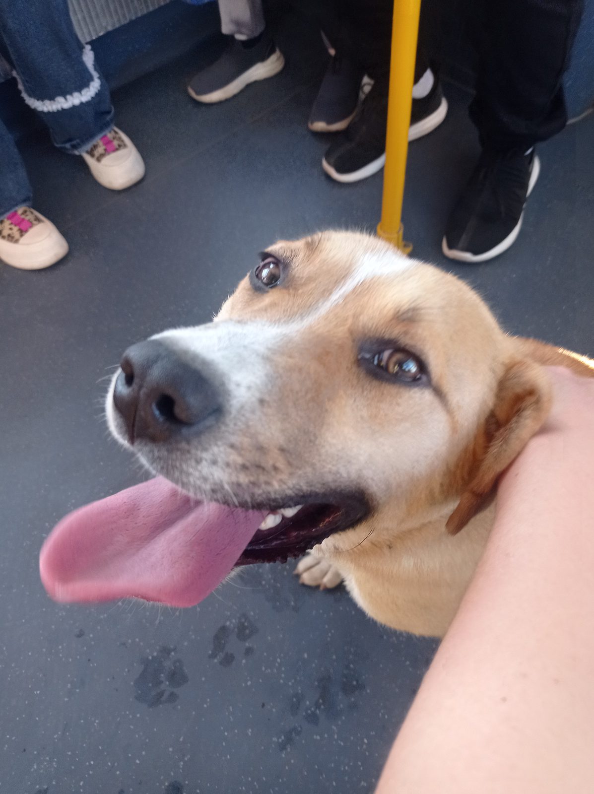 Found Dog in Stockport, England: Dog found safe in Stockport Found Dog in Stockport, England — Dog found safe in Stockport