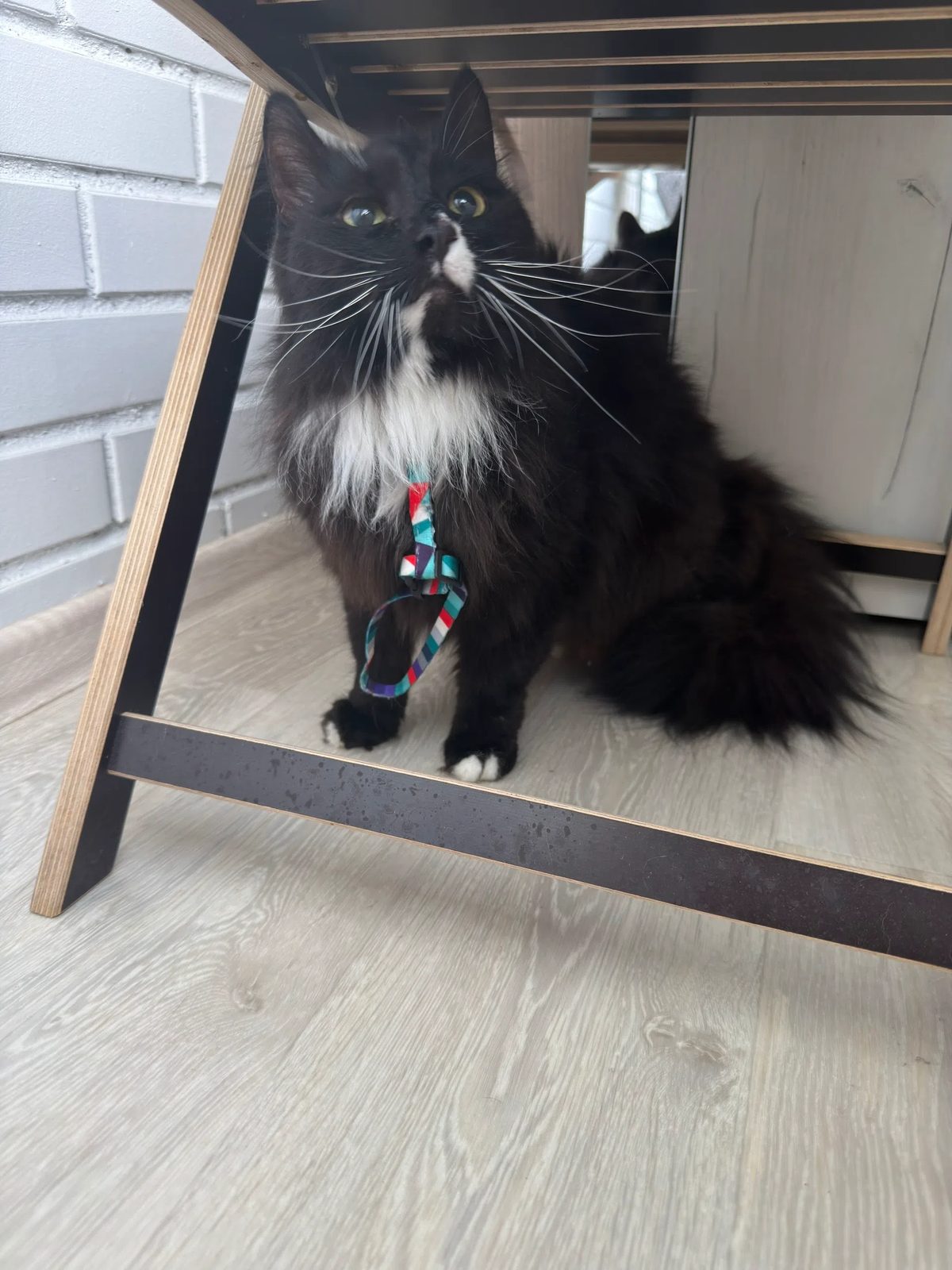 Found Cat in Cardiff, Wales — listing photo