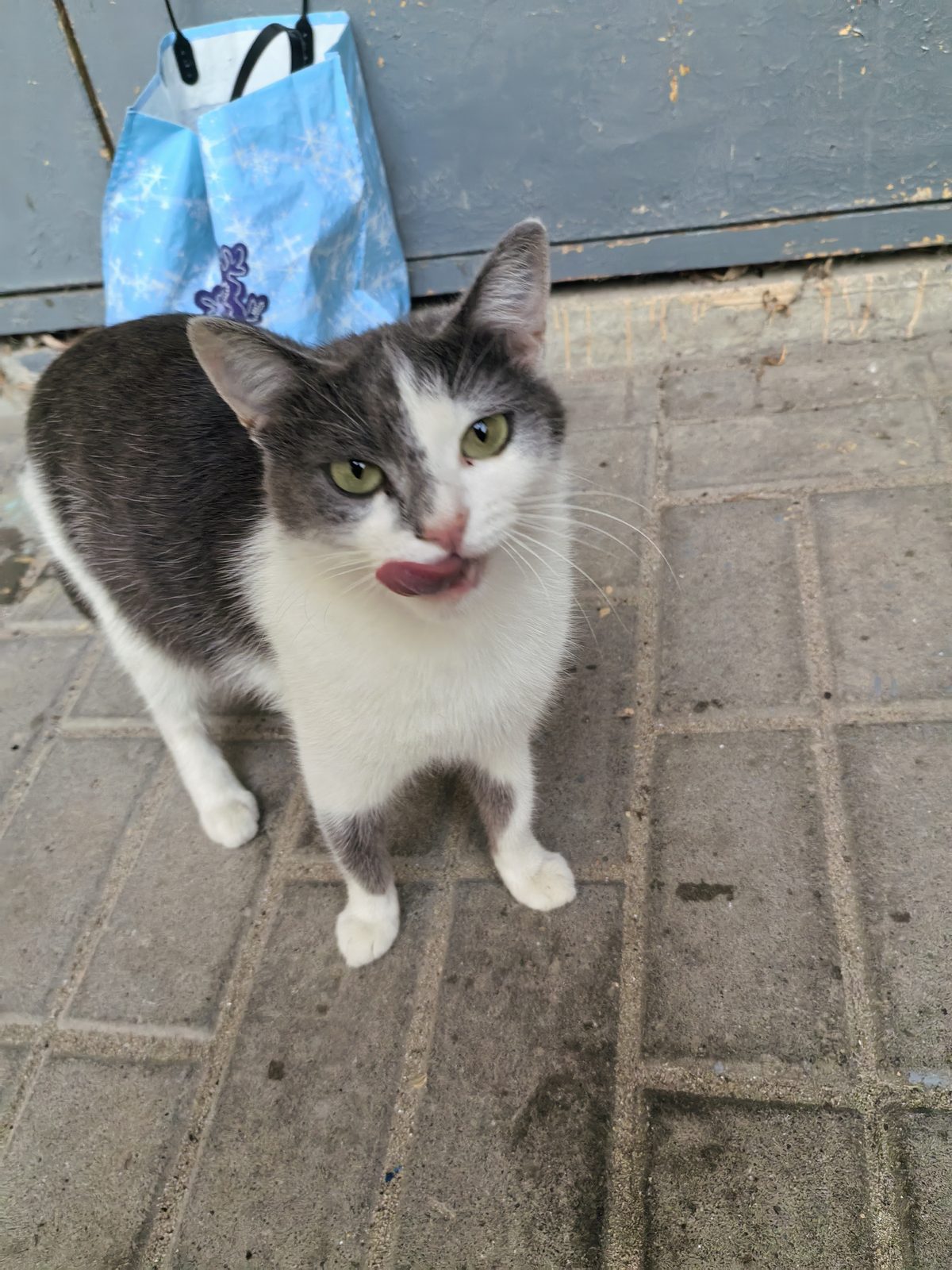 Found Cat in Dundee, Scotland — Cat found in Dundee