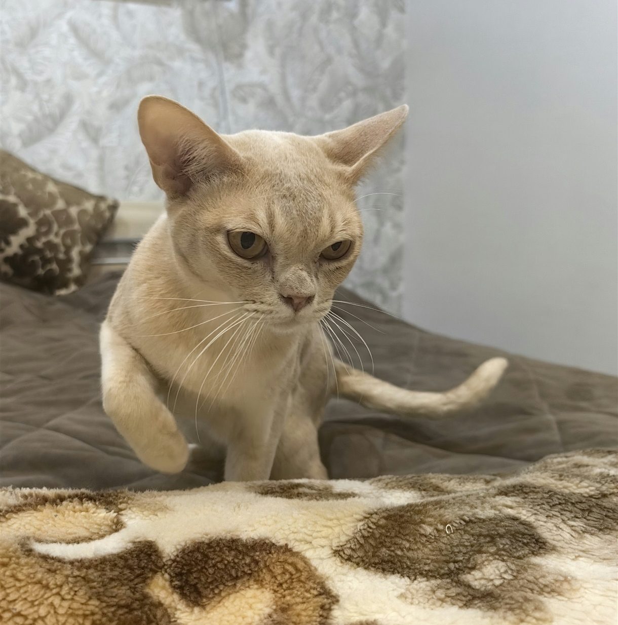 Lost Cat in Belfast, Northern Ireland — listing photo