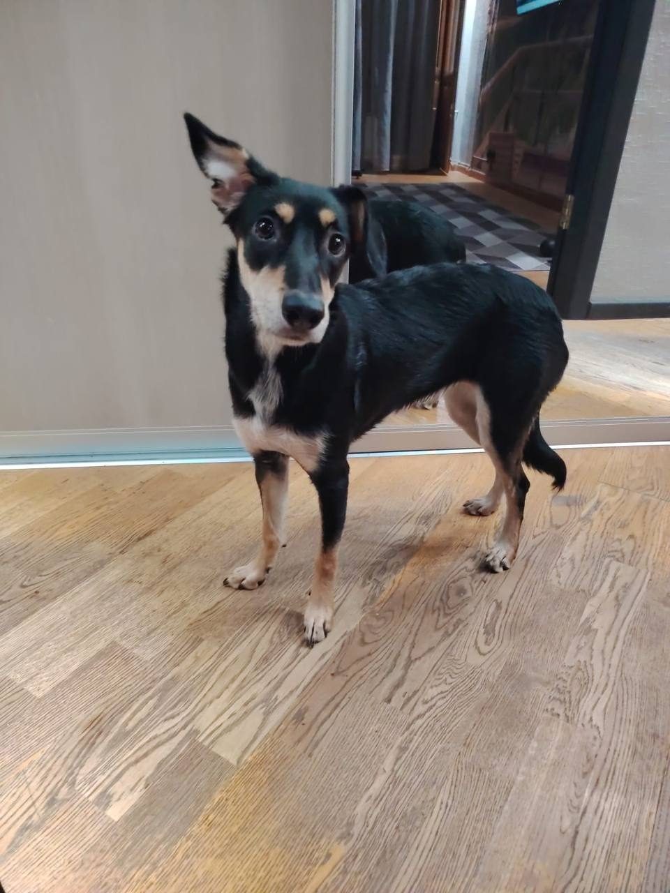 Found Dog in Milton Keynes, England: Dog found in Milton Keynes Found Dog in Milton Keynes, England — Dog found in Milton Keynes