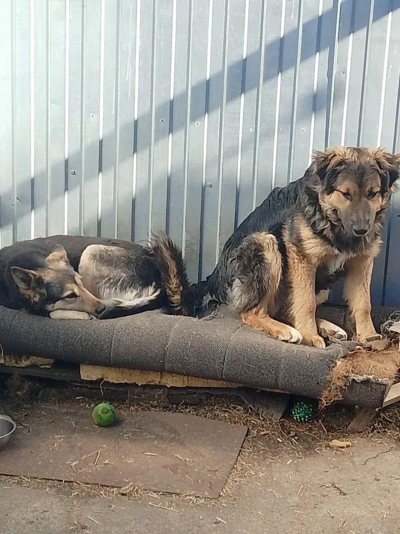 Lost Dog in Sheffield, England — listing photo