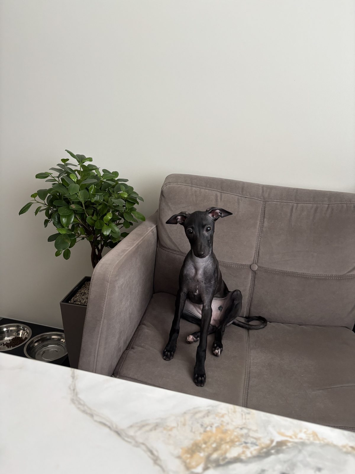 Lost Dog in Telford, England Lost Dog in Telford, England — listing photo