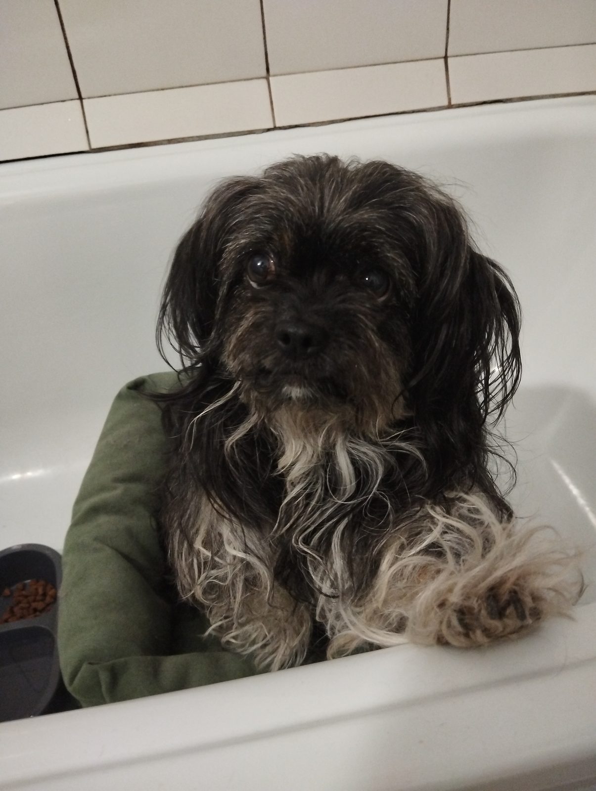 Found Dog in Bolton, England: Stray dog found in Bolton Found Dog in Bolton, England — Stray dog found in Bolton