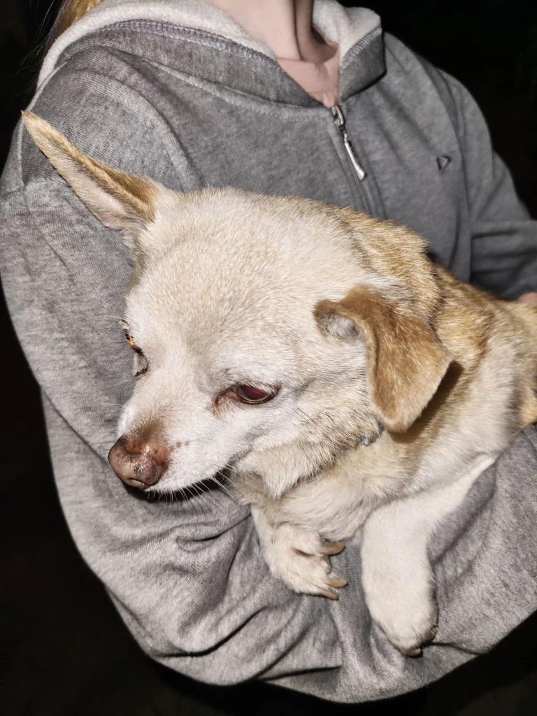 Found Dog in Portsmouth, England — Dog found safe in Portsmouth