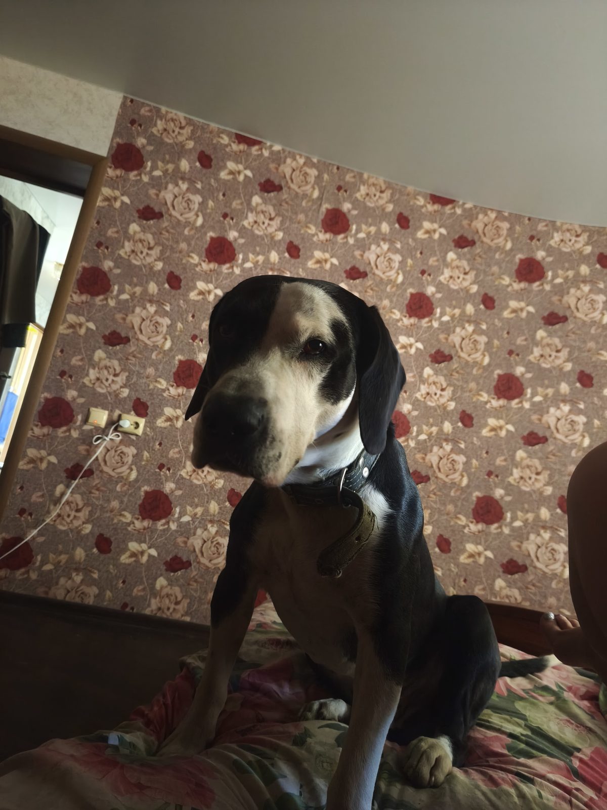 Lost Dog in Peterborough, England Lost Dog in Peterborough, England — listing photo