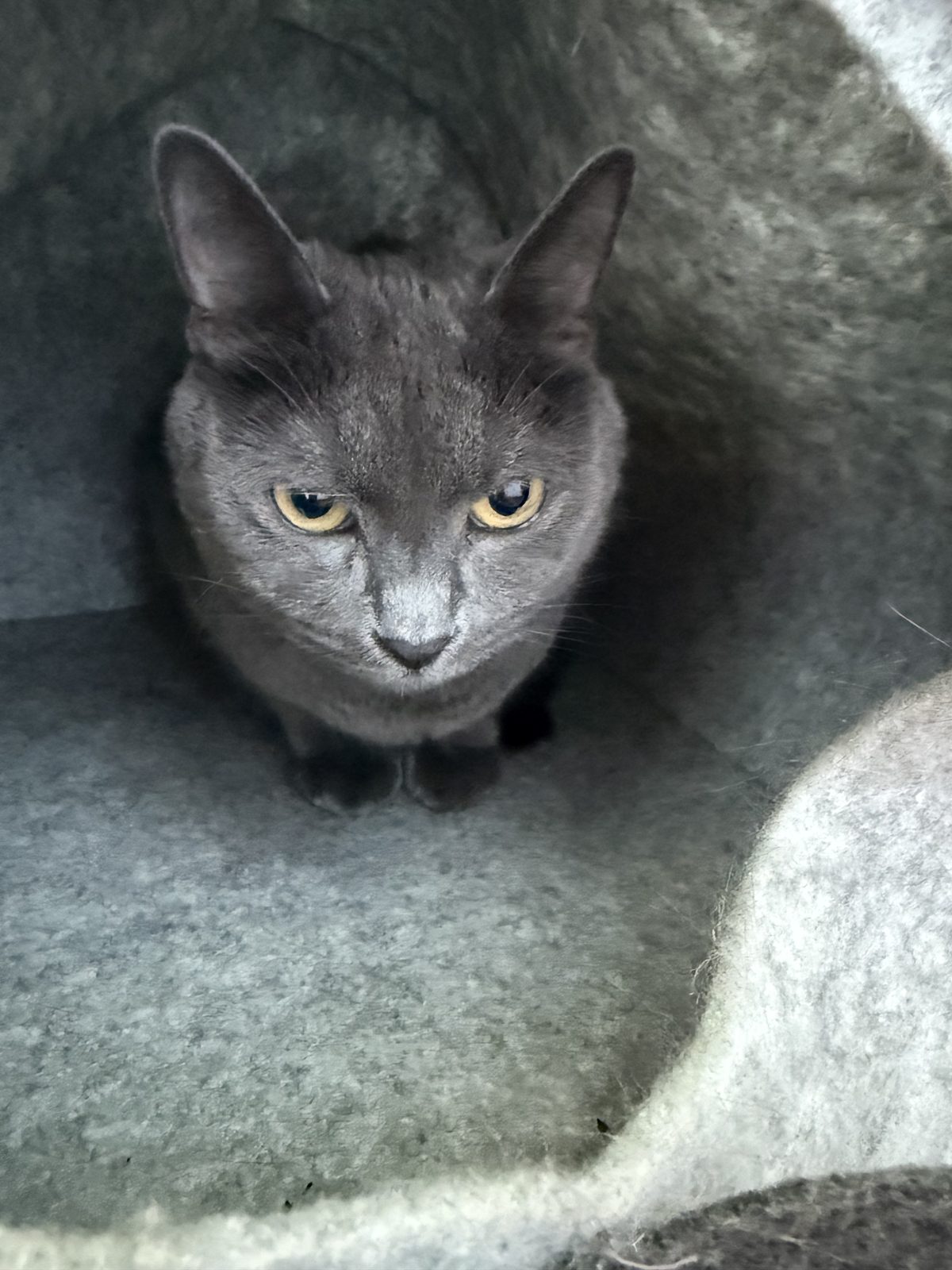 Found Cat in Peterborough, England: Cat found safe in Peterborough Found Cat in Peterborough, England — Cat found safe in Peterborough