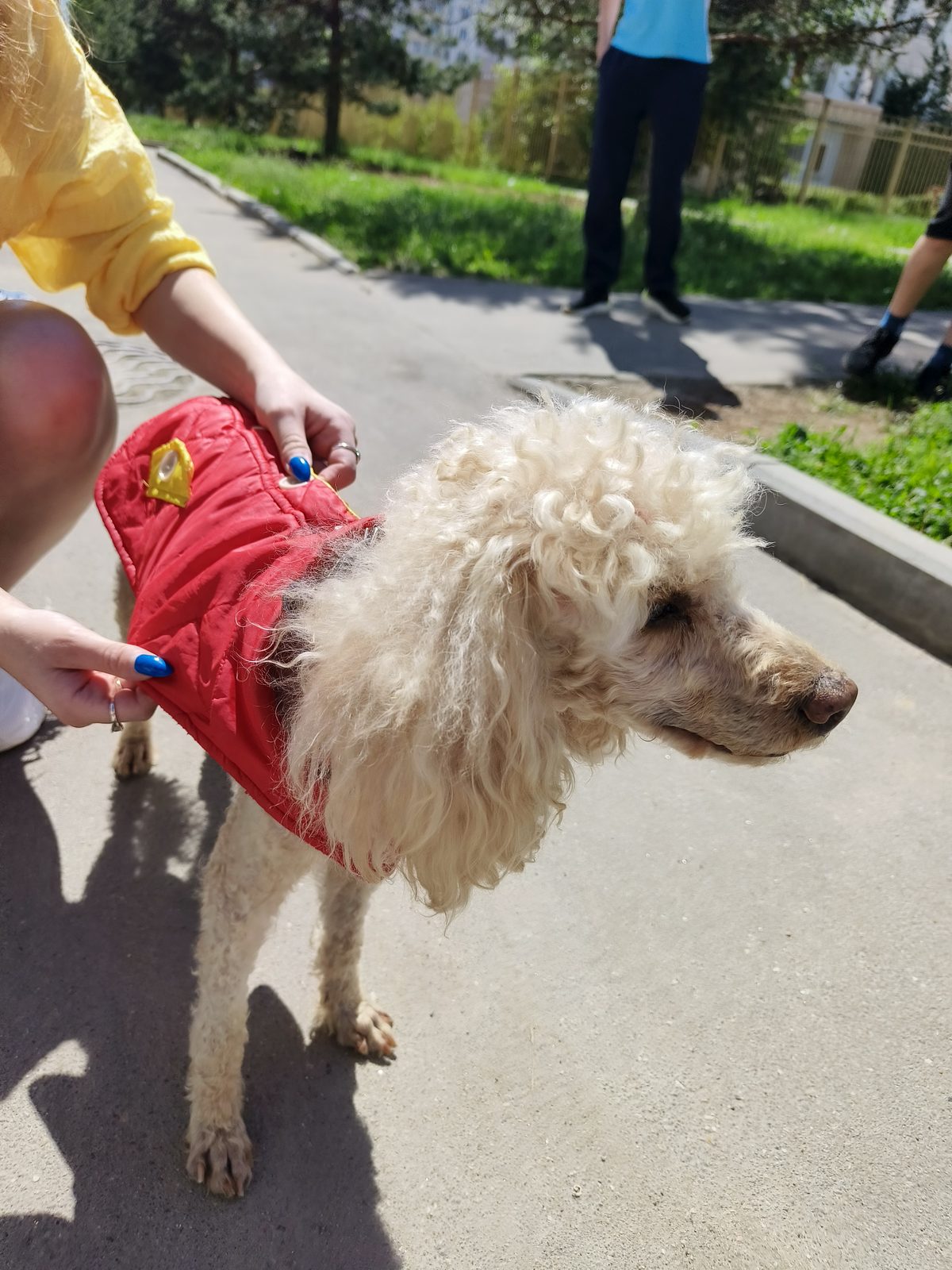 Found Dog in Sheffield, England — Stray dog found in Sheffield