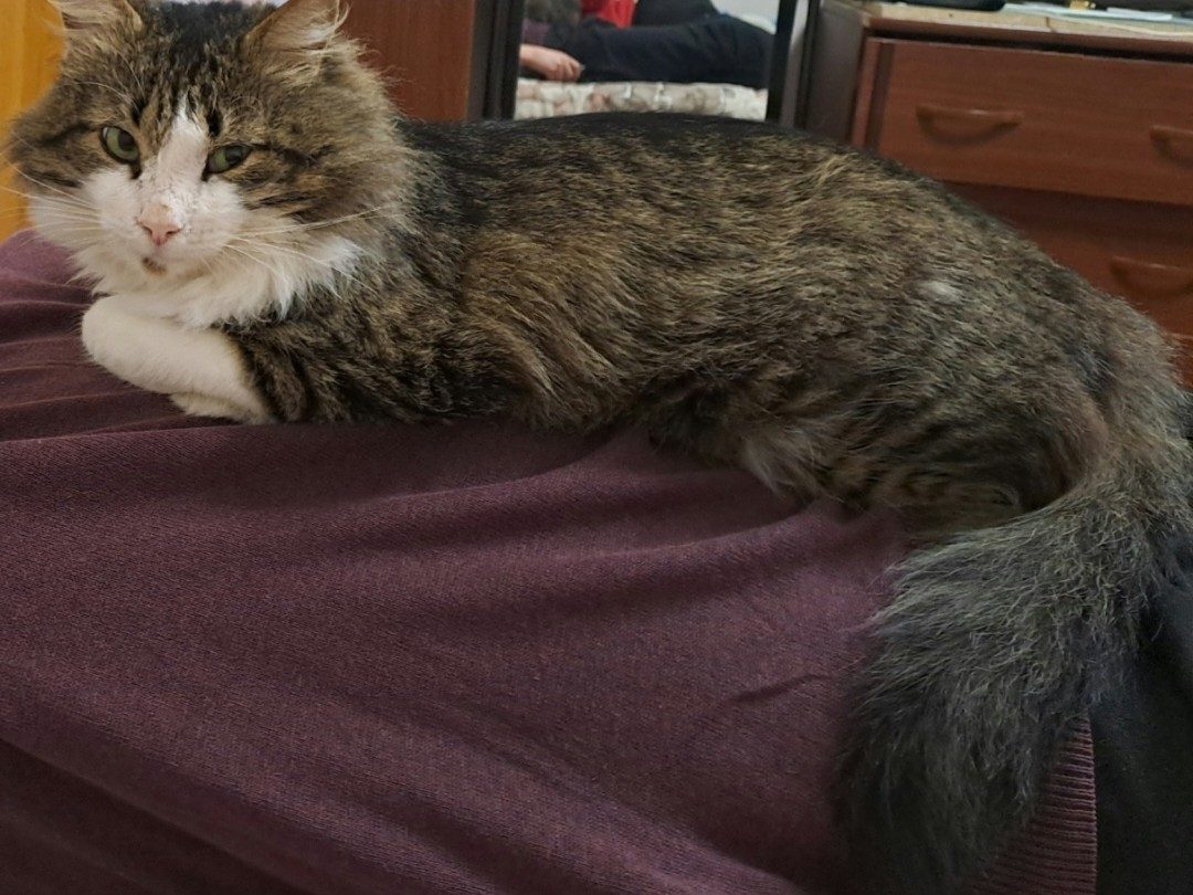Lost Cat in Exeter, England — listing photo