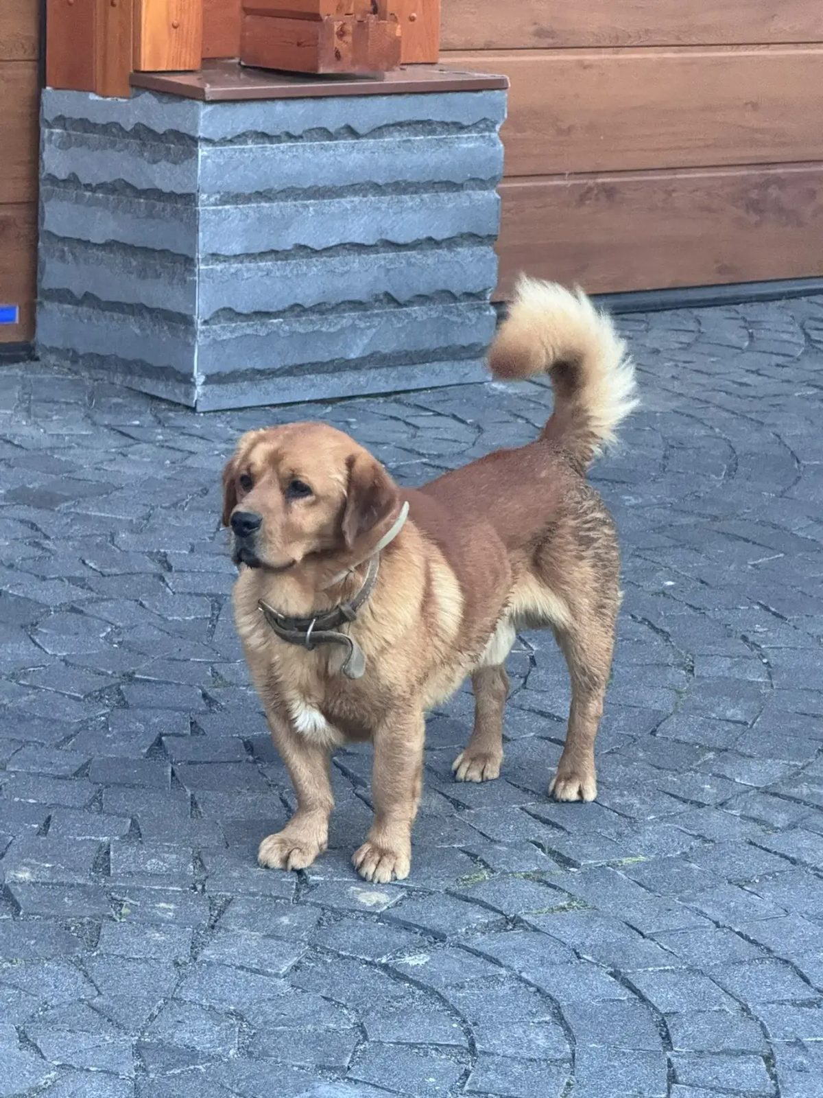 Found Dog in London, England — listing photo