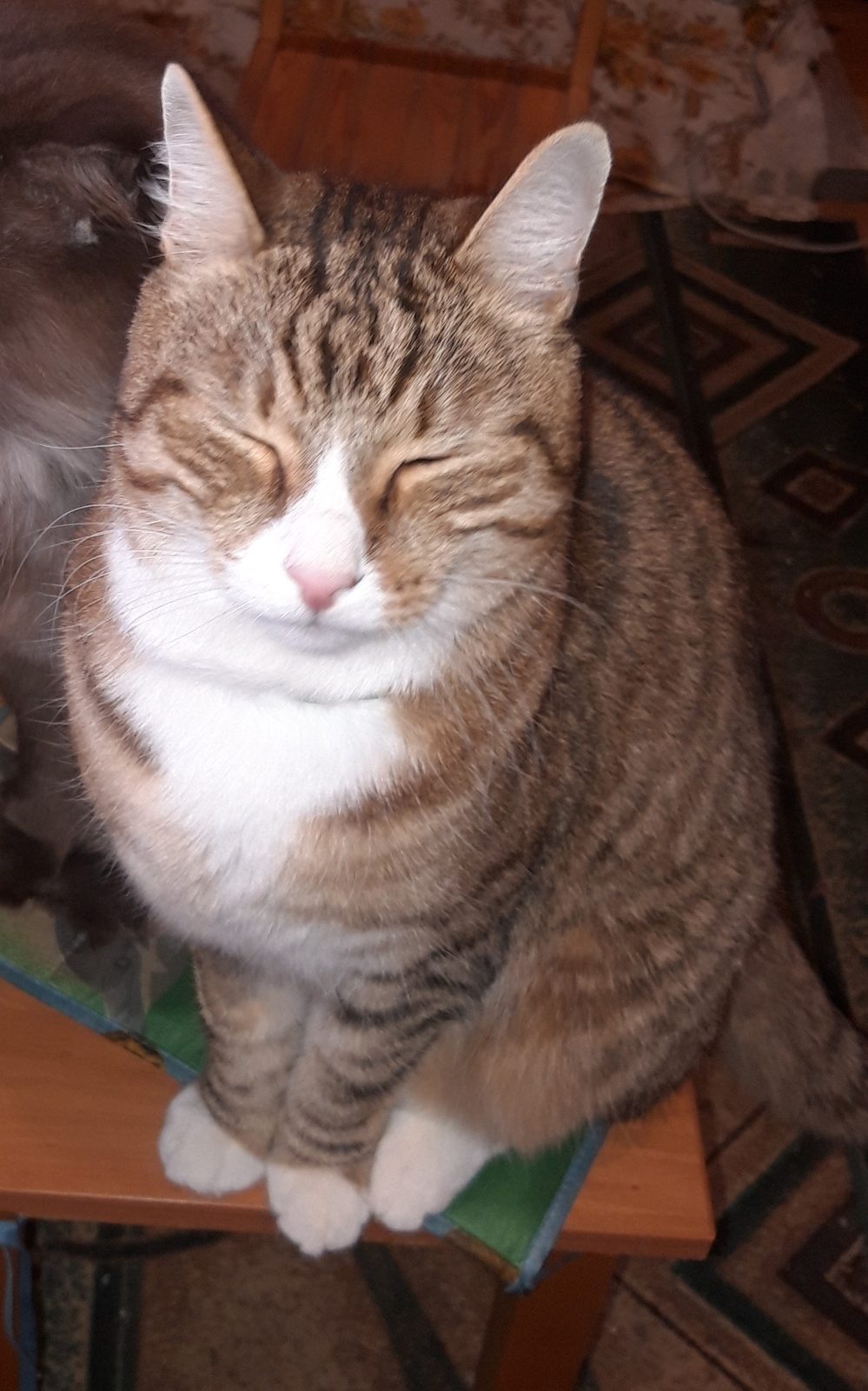 Lost Cat in Wolverhampton, England — listing photo