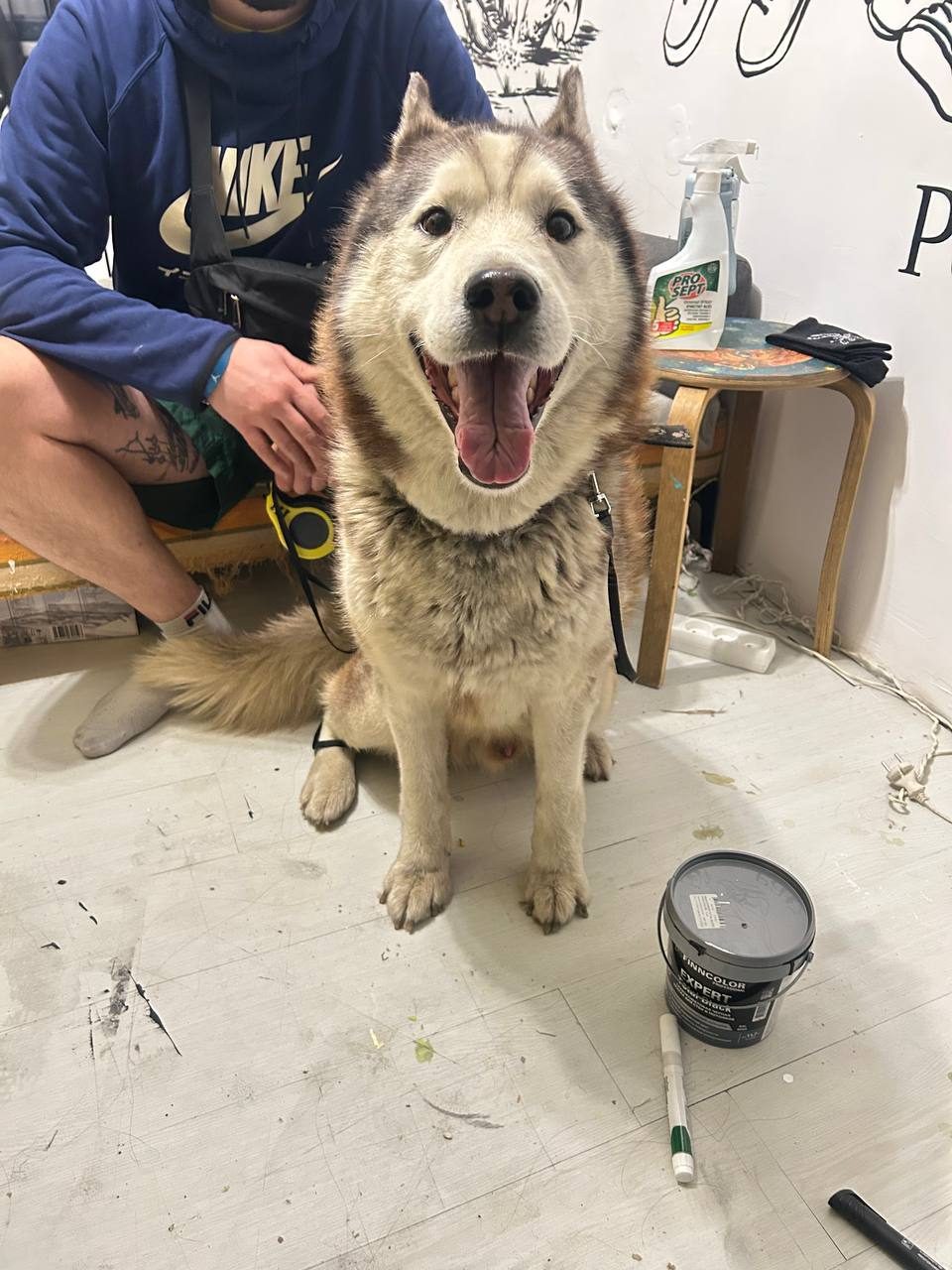 Found Dog in Liverpool, England — listing photo