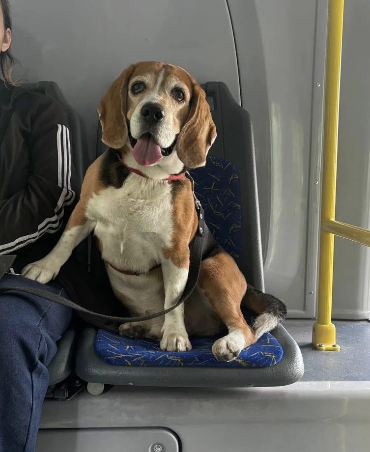 Lost Dog in Liverpool, England — listing photo