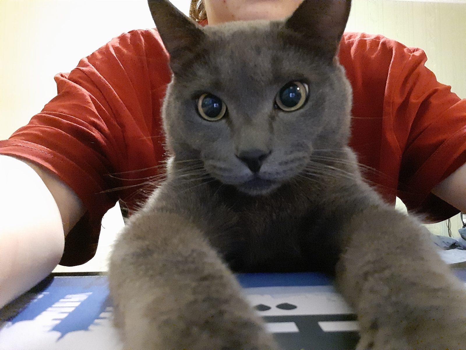Lost Cat in Derby, England — listing photo