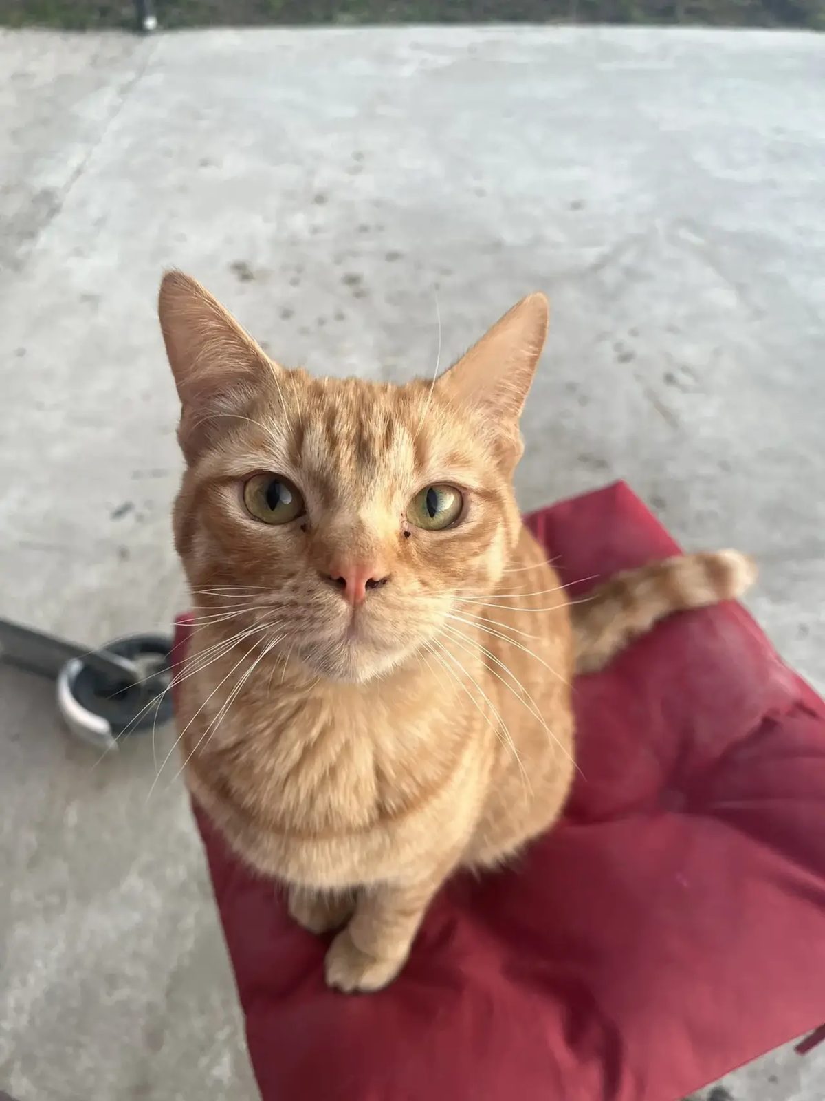 Lost Cat in Swansea, Wales — listing photo