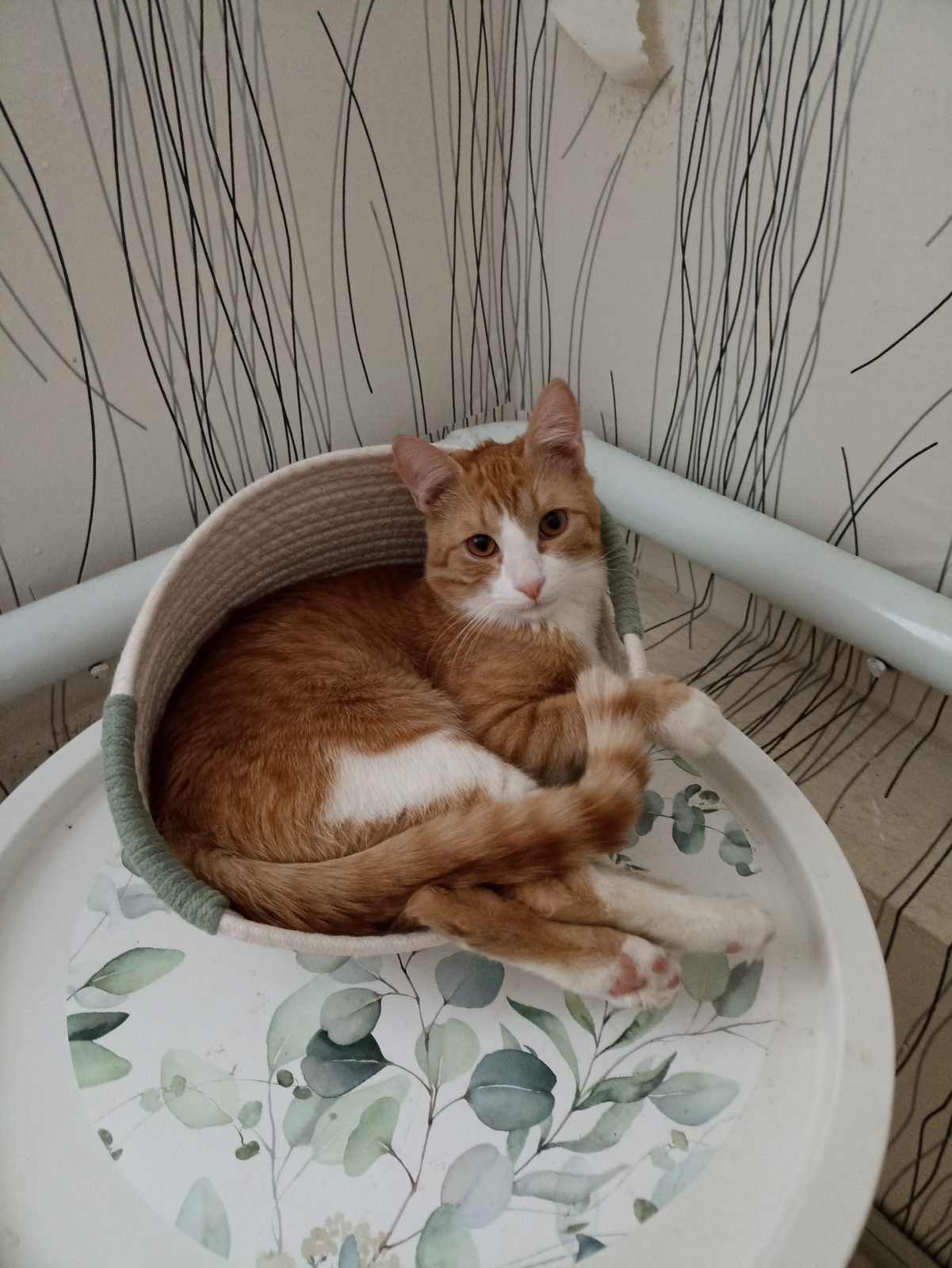 Lost Cat in Sheffield, England — listing photo