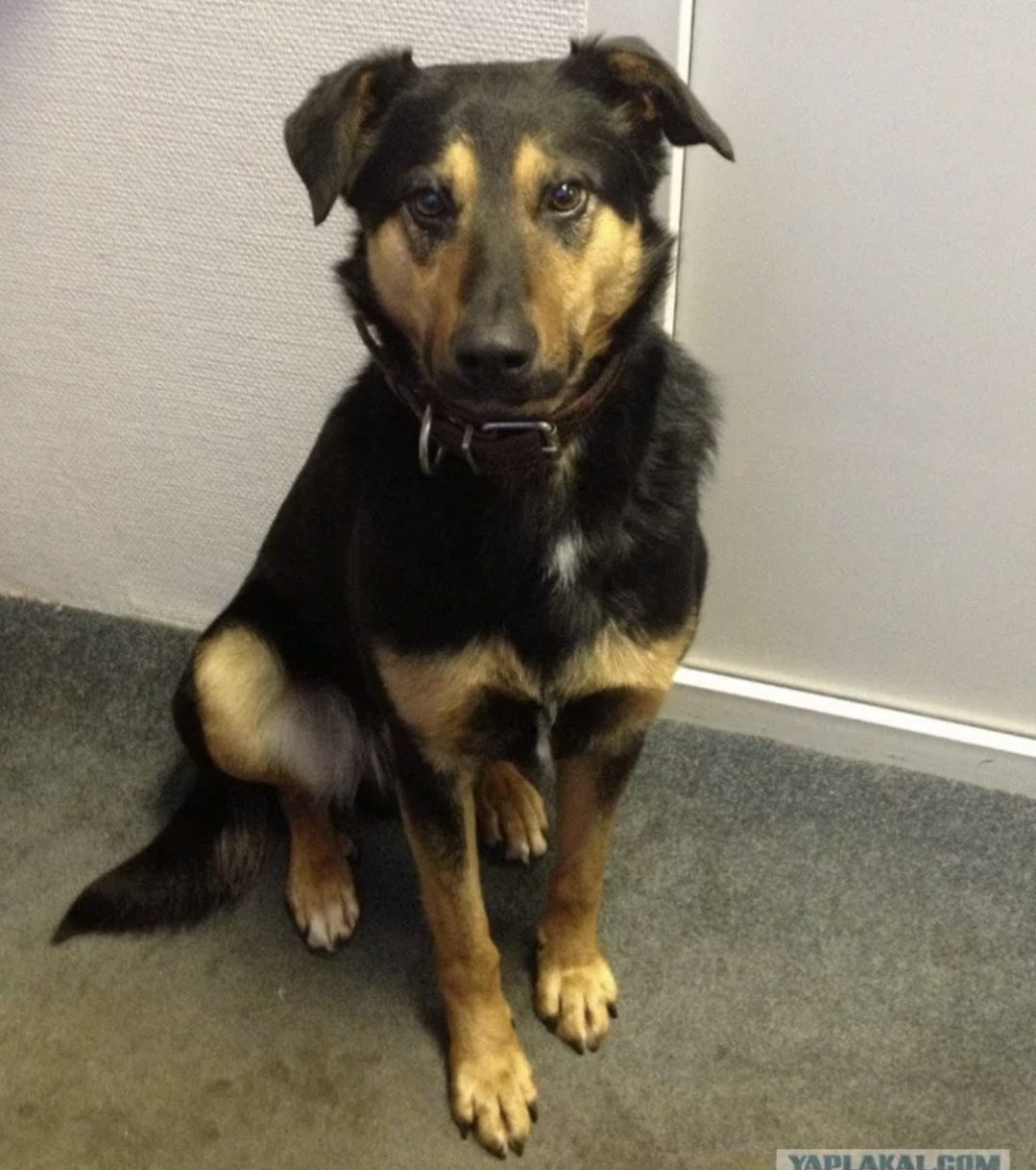 Found Dog in Kingston upon Hull, England — listing photo