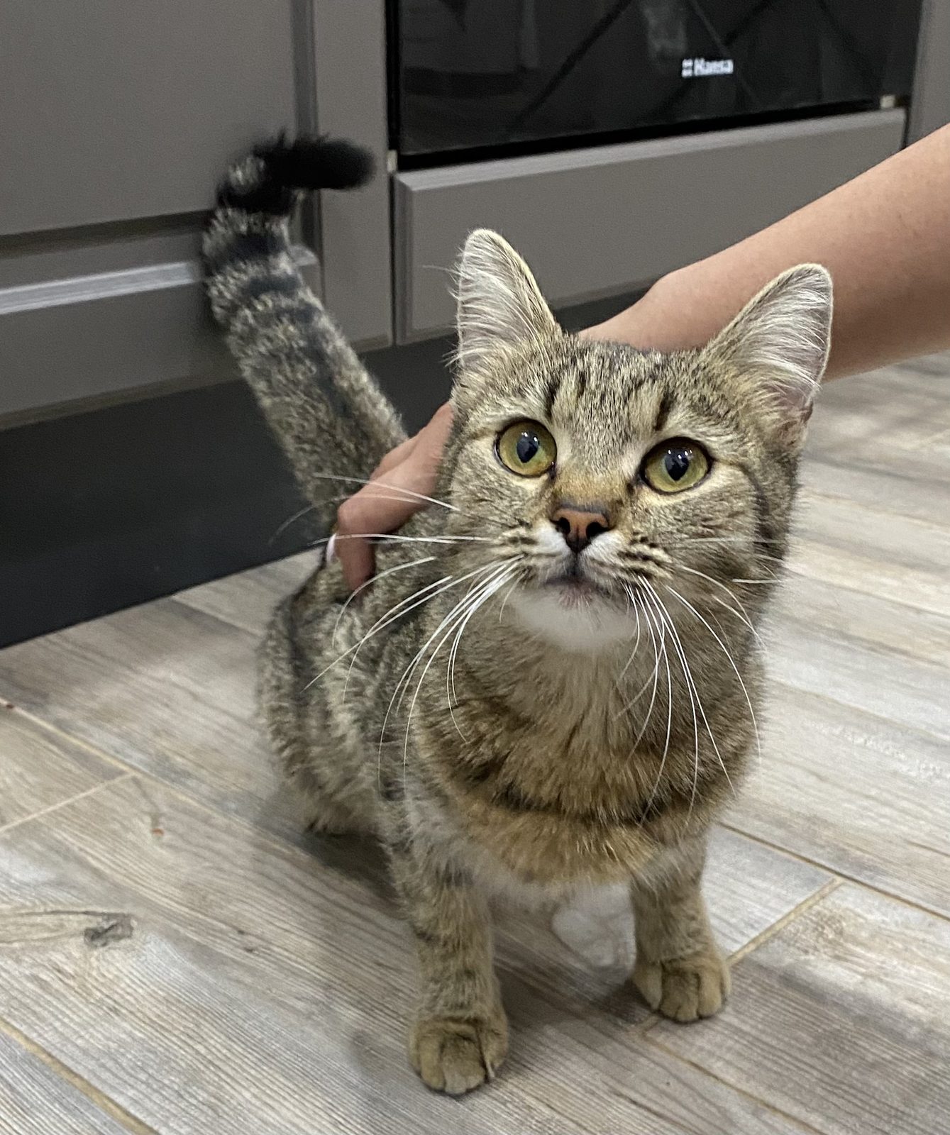Found Cat in Middlesbrough, England — listing photo