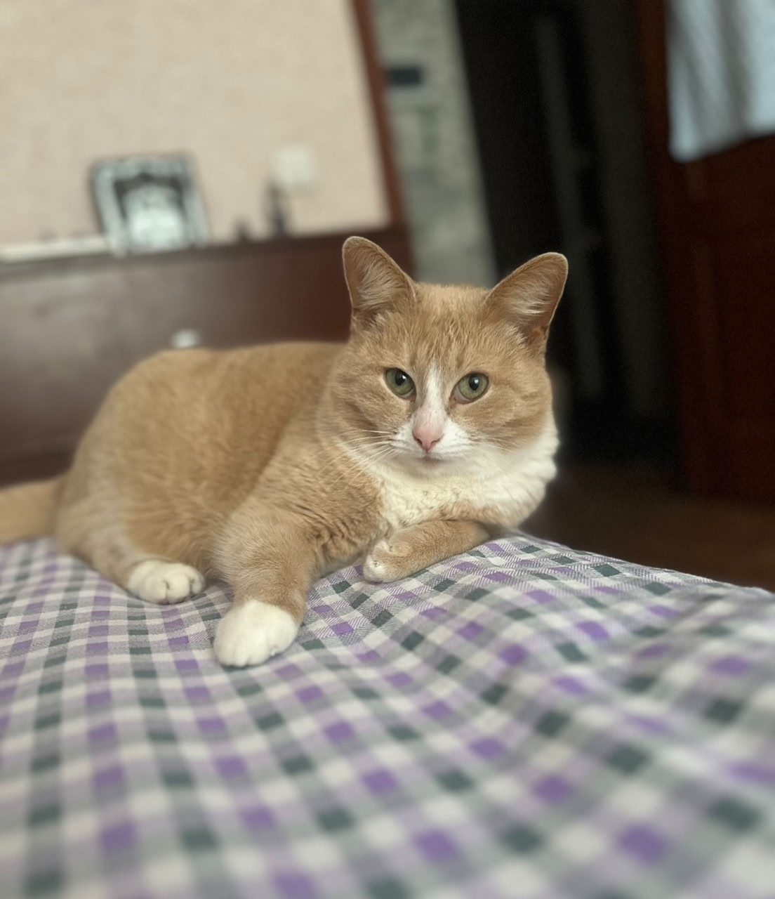 Lost Cat in Sheffield, England — listing photo