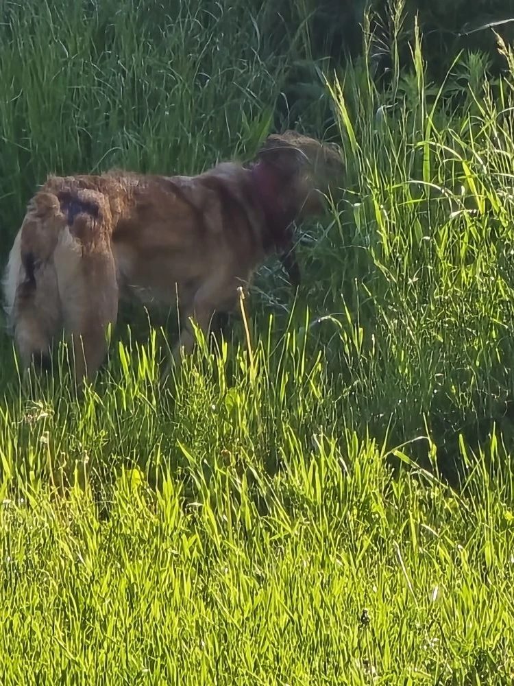 Found Dog in Coventry, England — listing photo