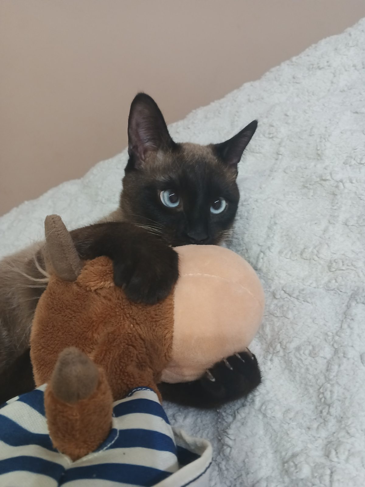 Lost Cat in Newcastle upon Tyne, England — Have you seen this cat in Newcastle upon Tyne?