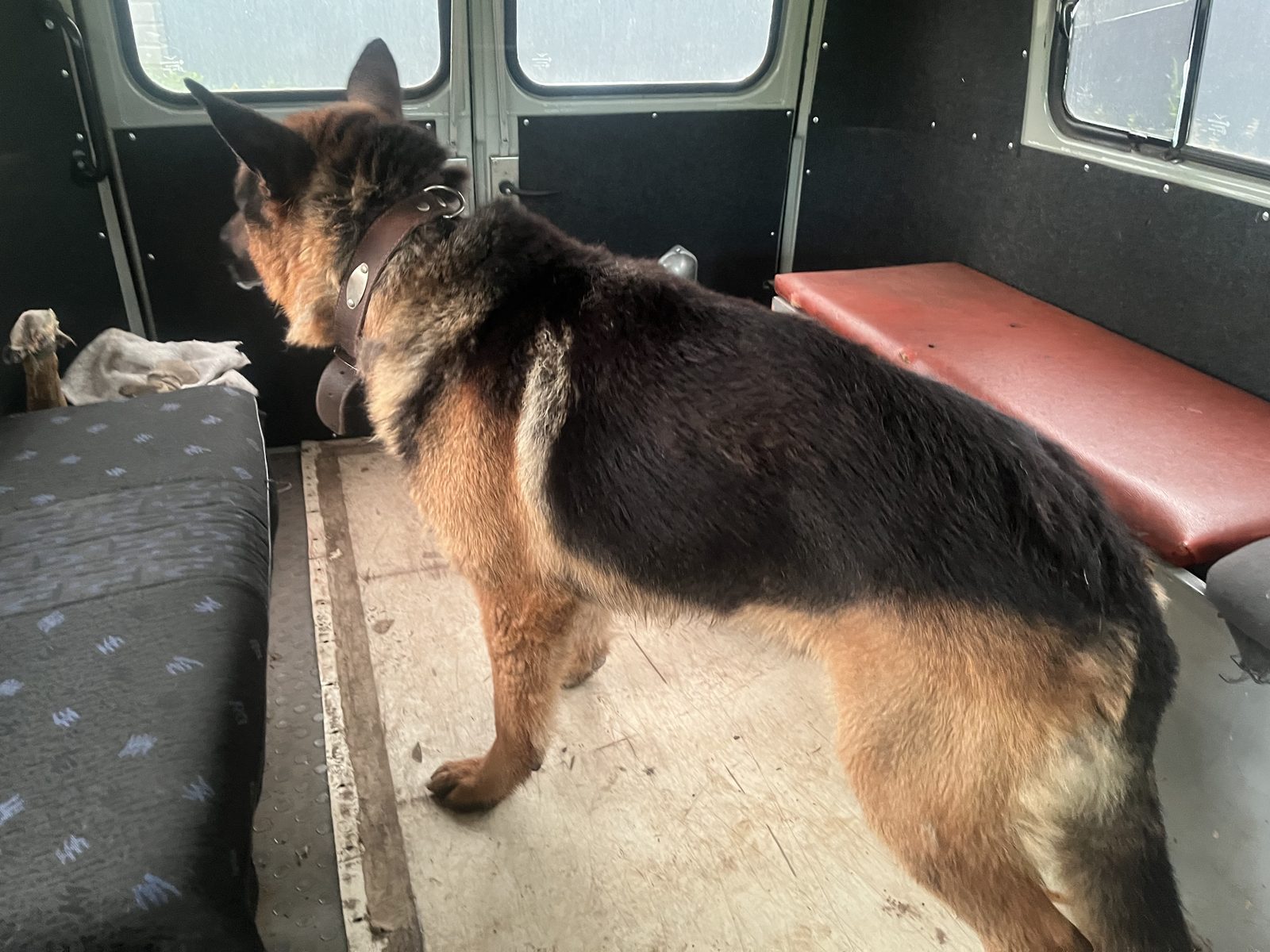 Found Dog in Dundee, Scotland — Dog found safe in Dundee