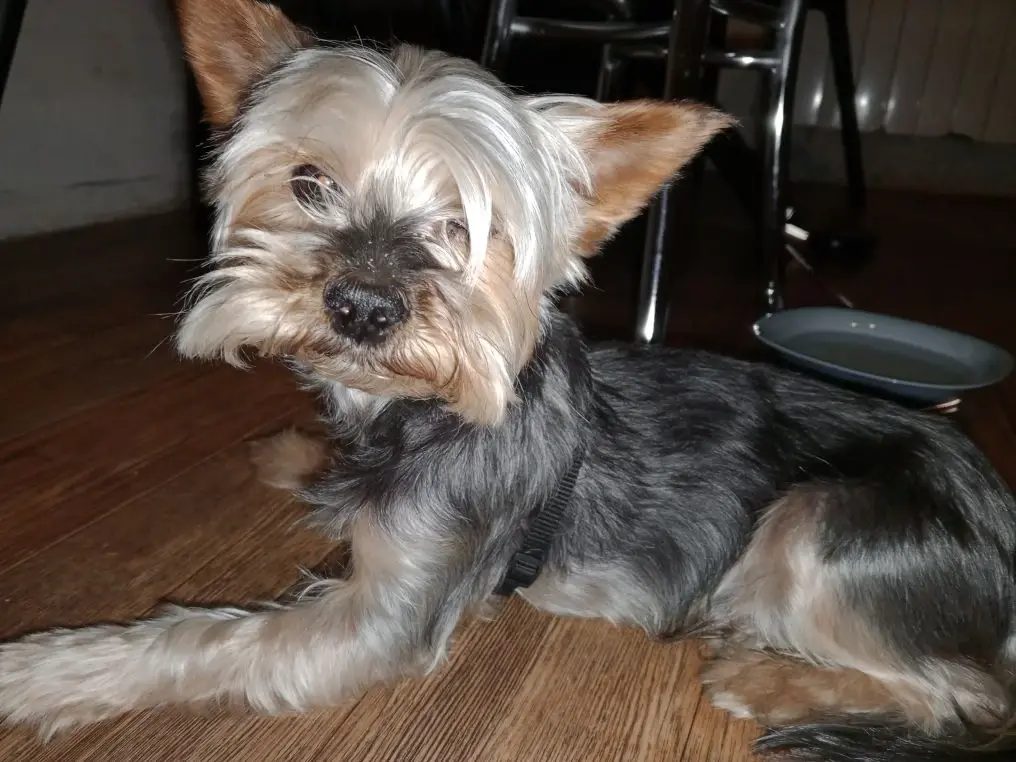 Found Dog in Gloucester, England — listing photo