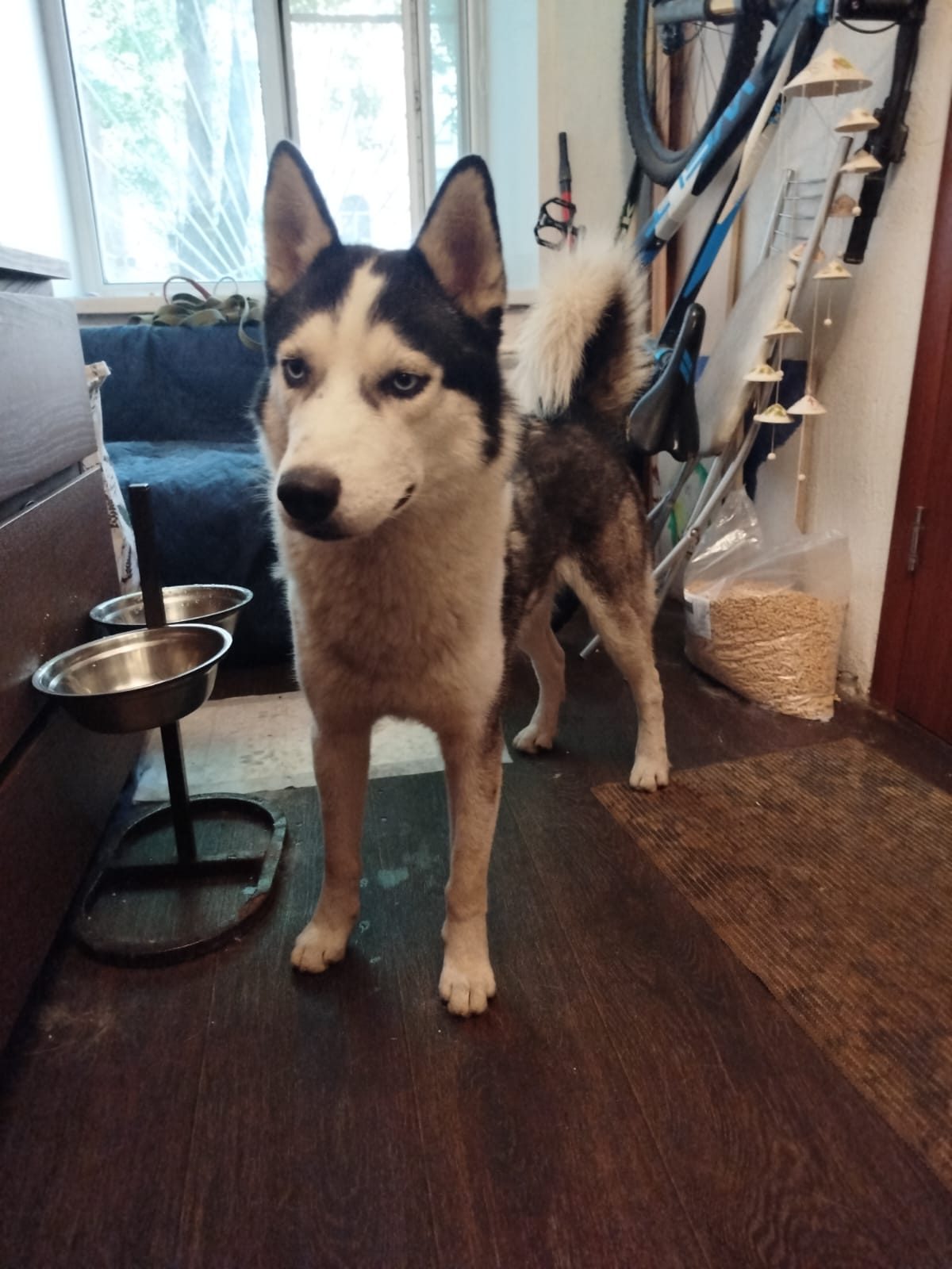 Found Dog in Stoke-on-Trent, England — listing photo