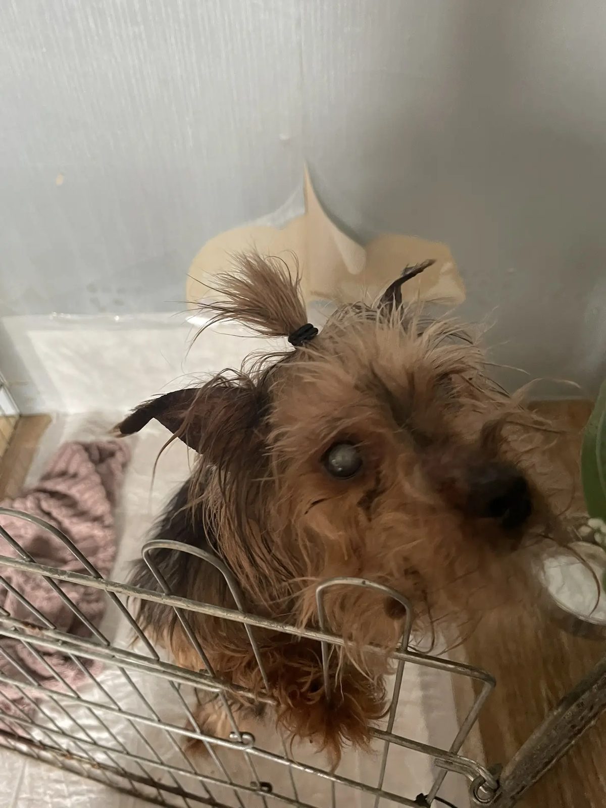 Found Dog in Oxford, England — Stray dog found in Oxford