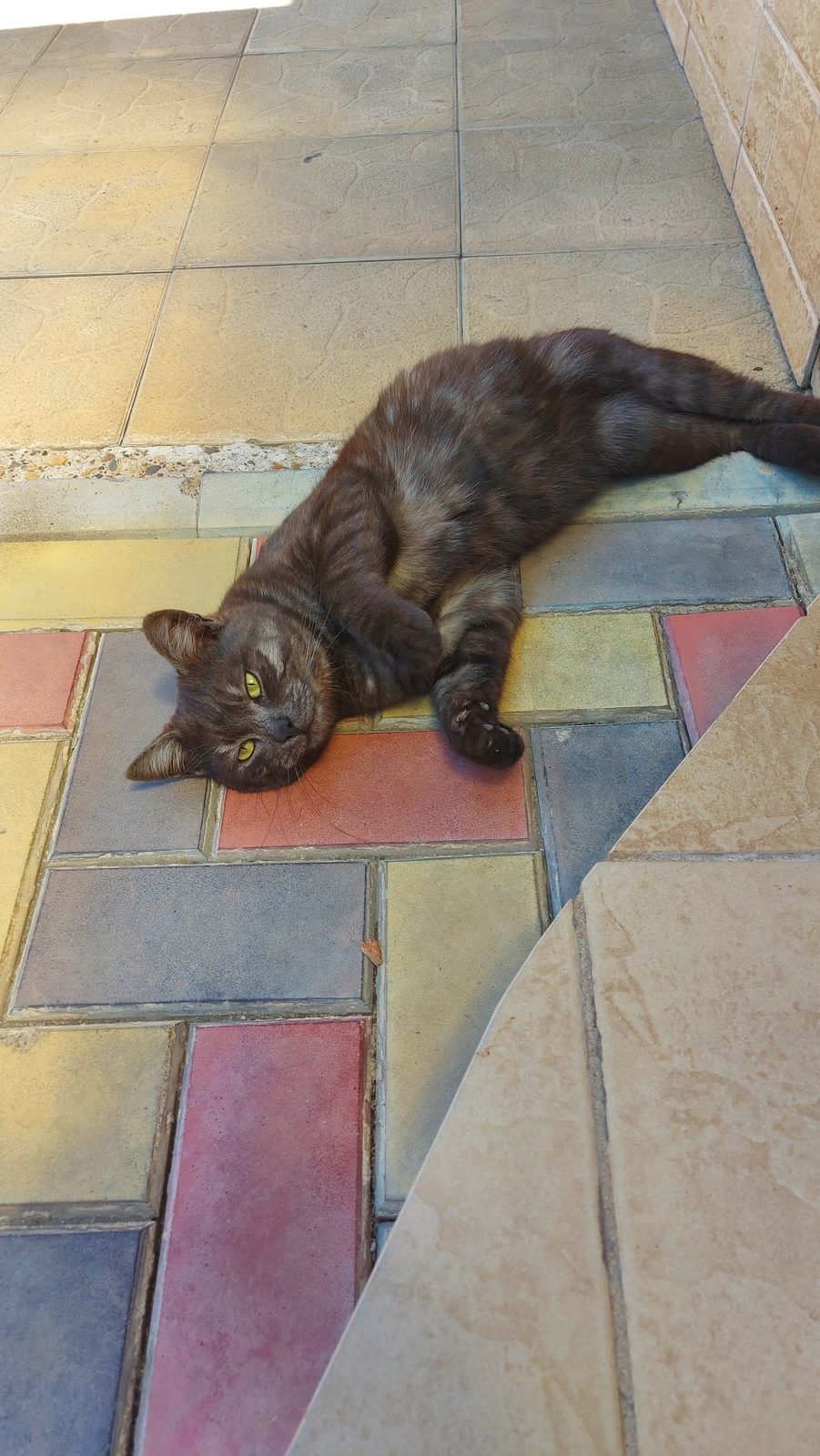 Found Cat in Sunderland, England — listing photo