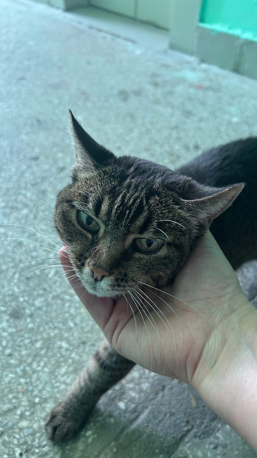 Found Cat in Norwich, England — listing photo