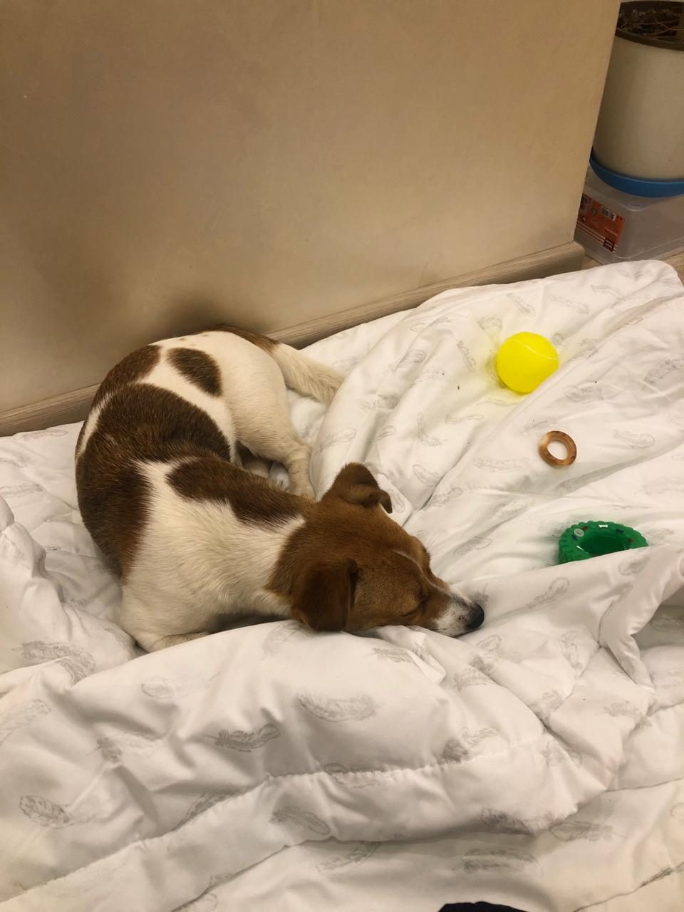 Found Dog in Middlesbrough, England — listing photo