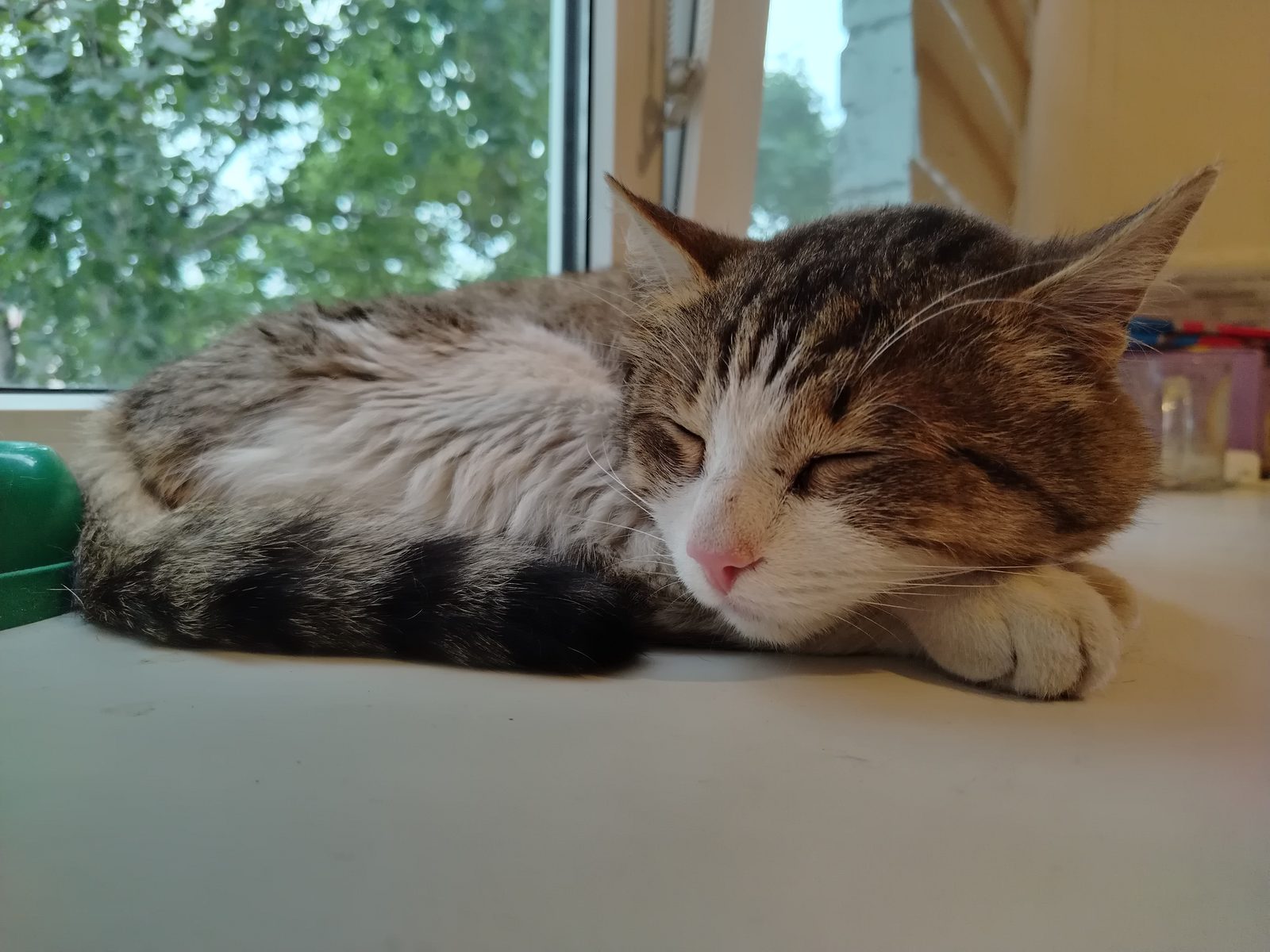Found Cat in Huddersfield, England — Cat found in Huddersfield