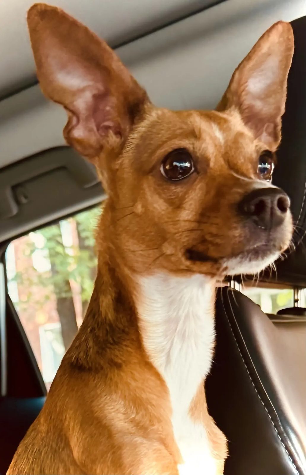 Found Dog in Edinburgh, Scotland — listing photo