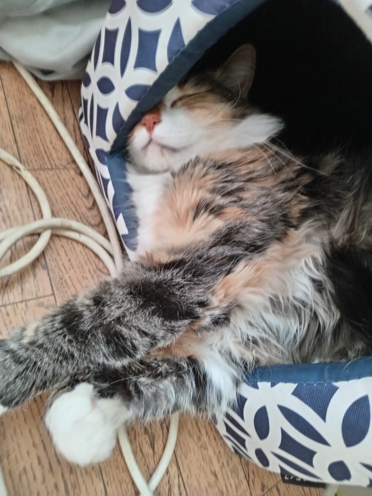 Lost Cat in Bournemouth, England — listing photo