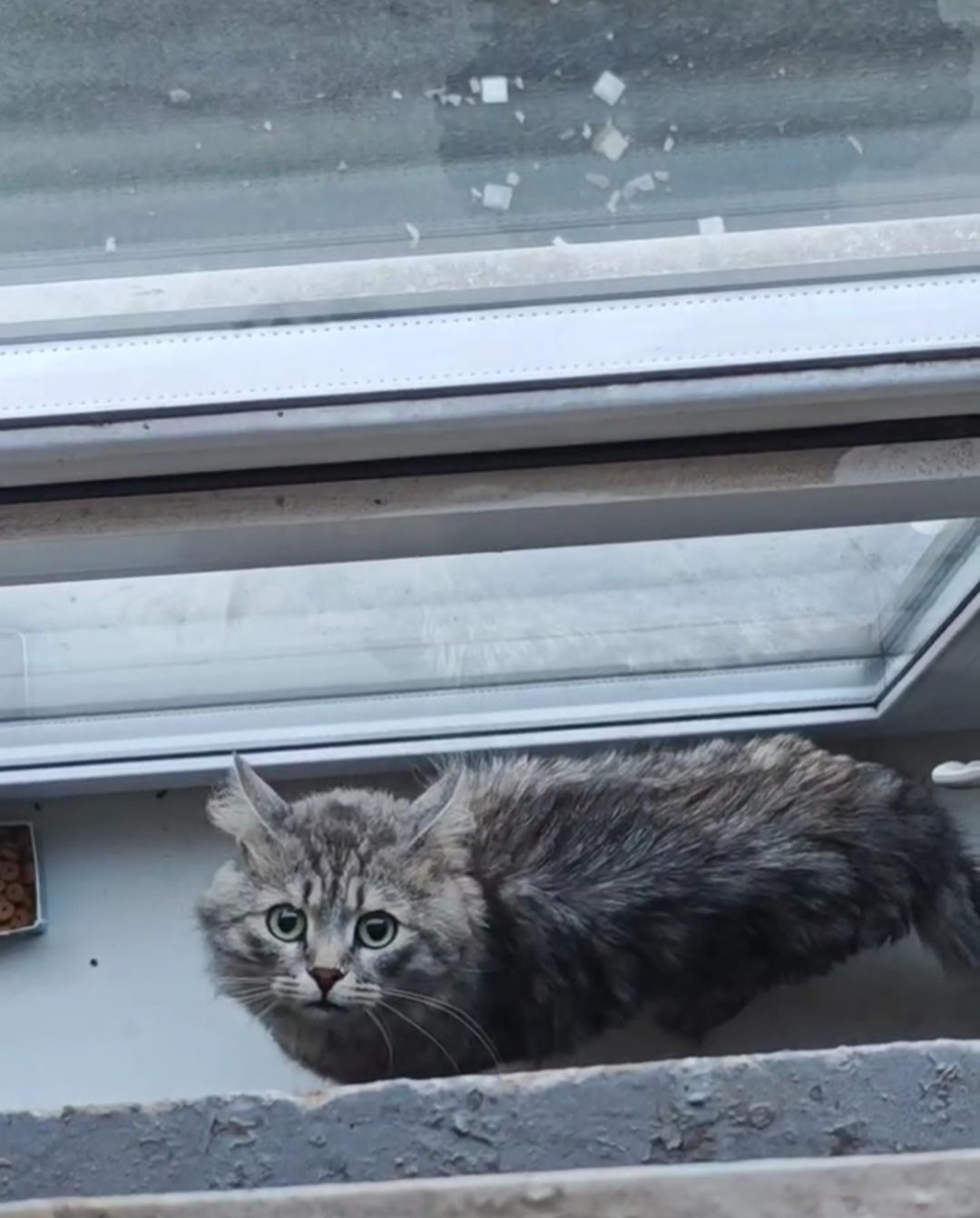 Found Cat in Stoke-on-Trent, England — listing photo