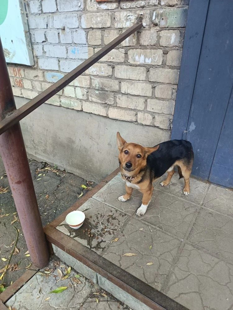Found Dog in Leeds, England — Dog found in Leeds